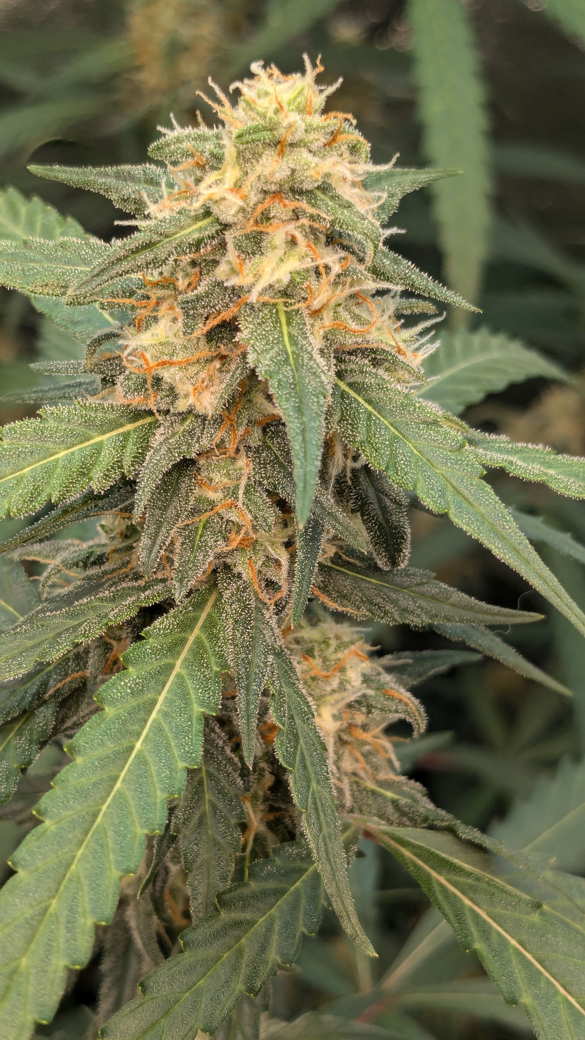 #33 Purple Skunk growlog photo 108