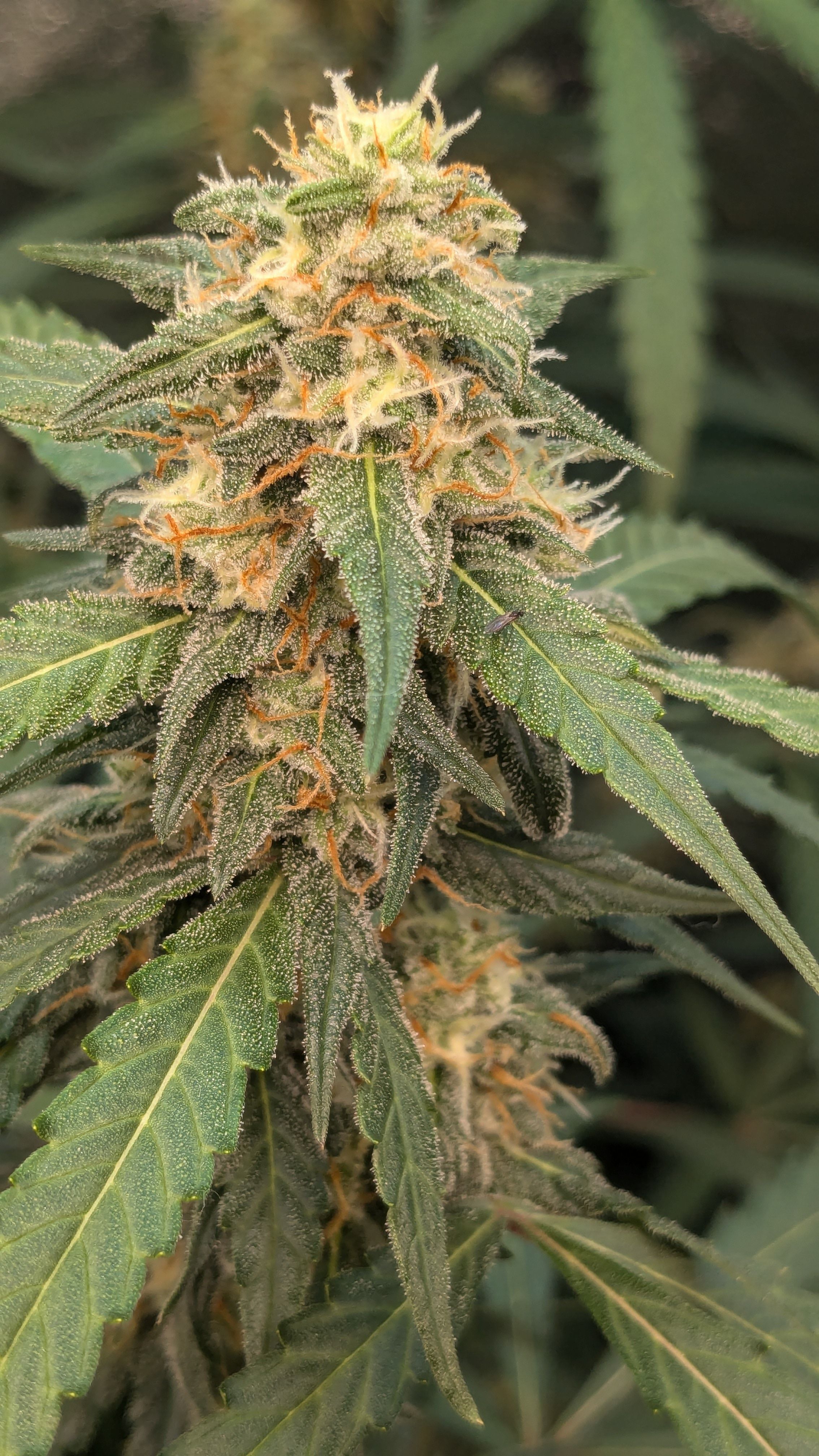 #33 Purple Skunk growlog photo 109