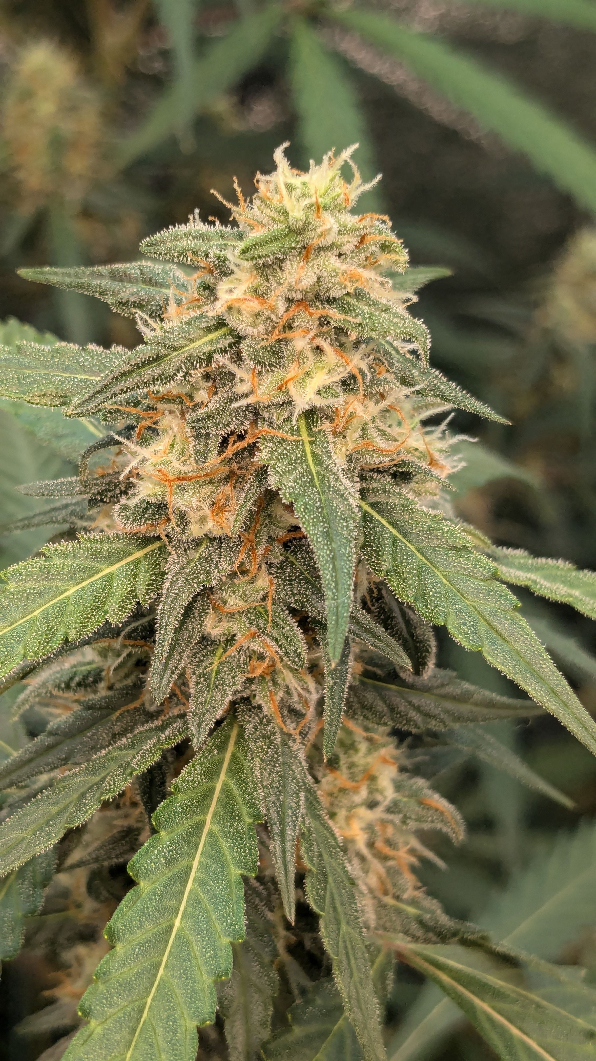 #33 Purple Skunk growlog photo 110