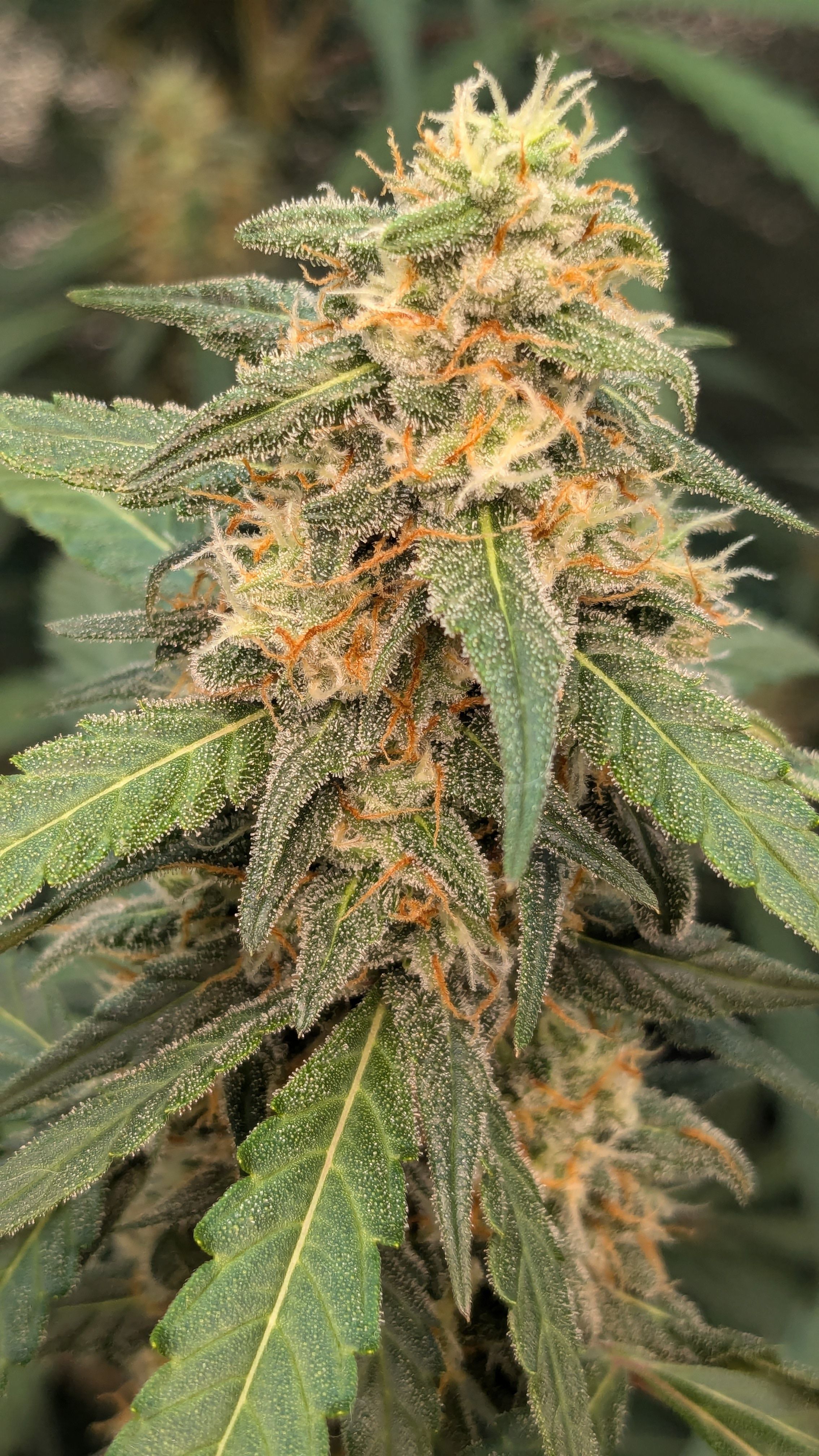 #33 Purple Skunk growlog photo 114