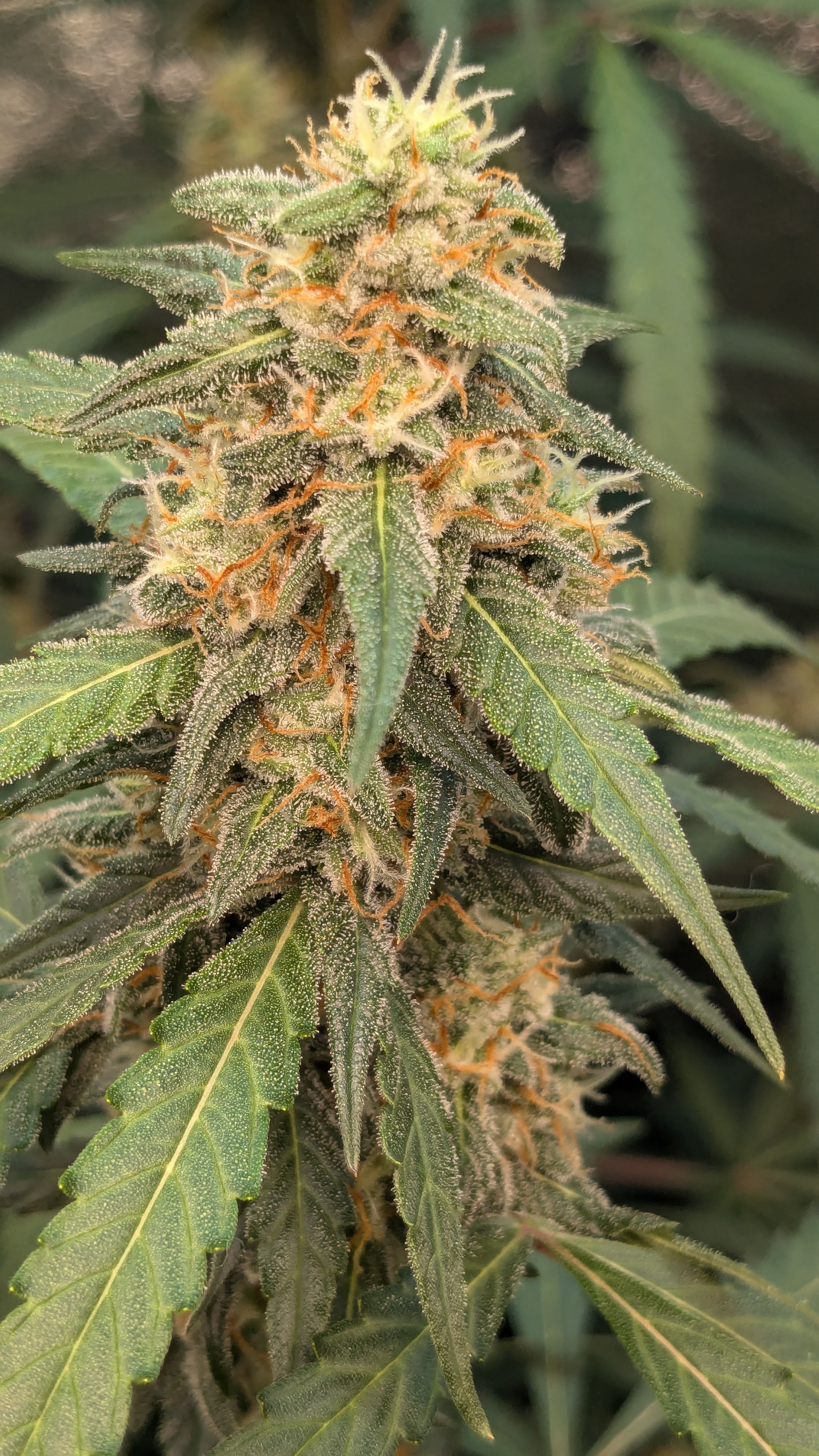 #33 Purple Skunk growlog photo 117