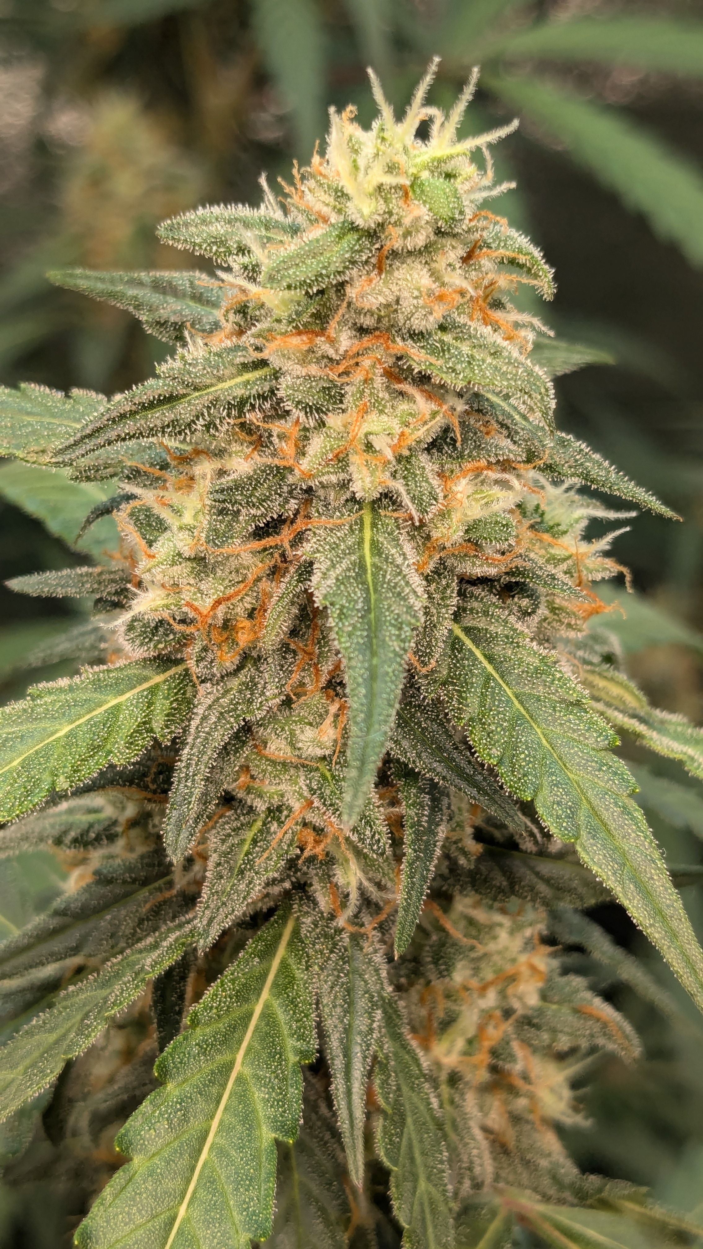 #33 Purple Skunk growlog photo 119