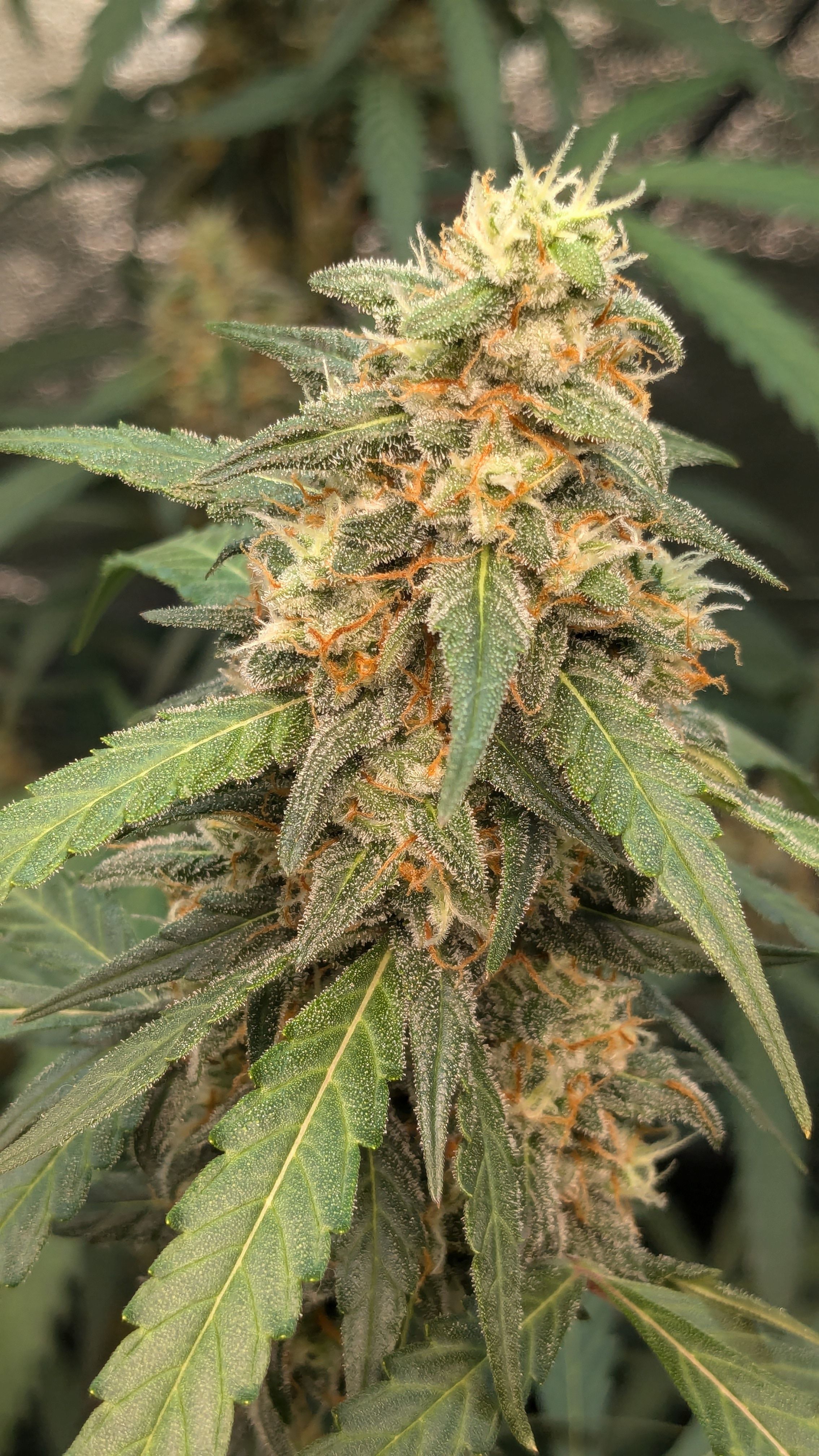 #33 Purple Skunk growlog photo 120