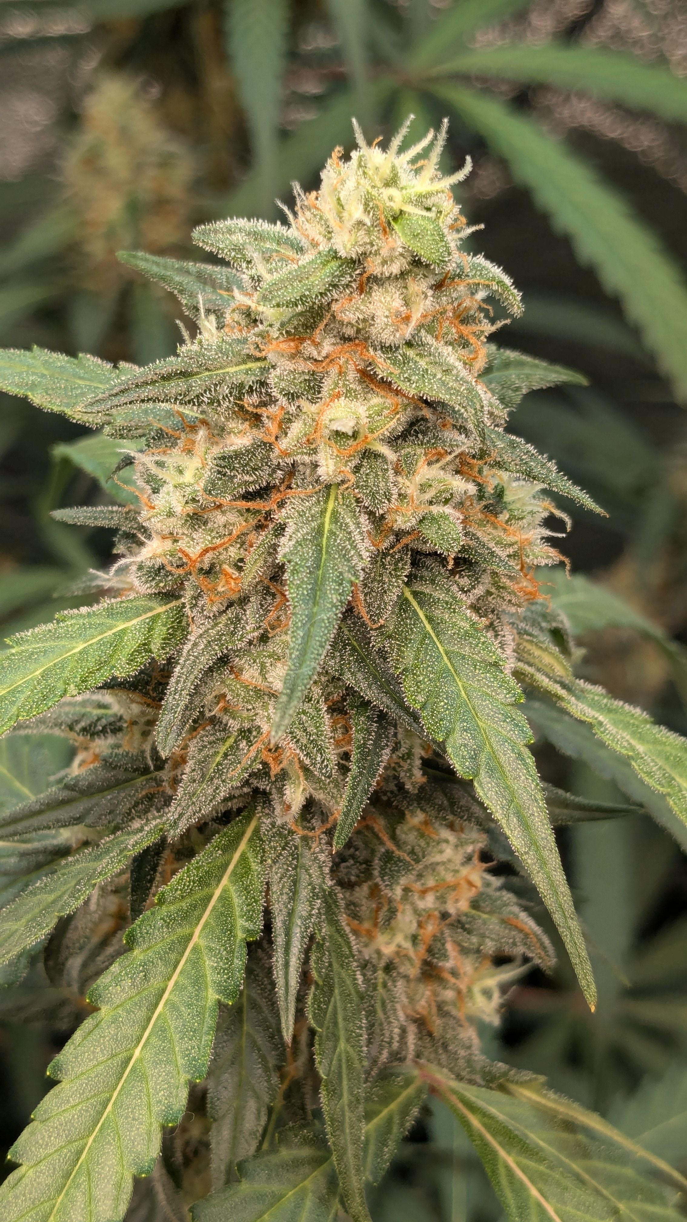 #33 Purple Skunk growlog photo 121