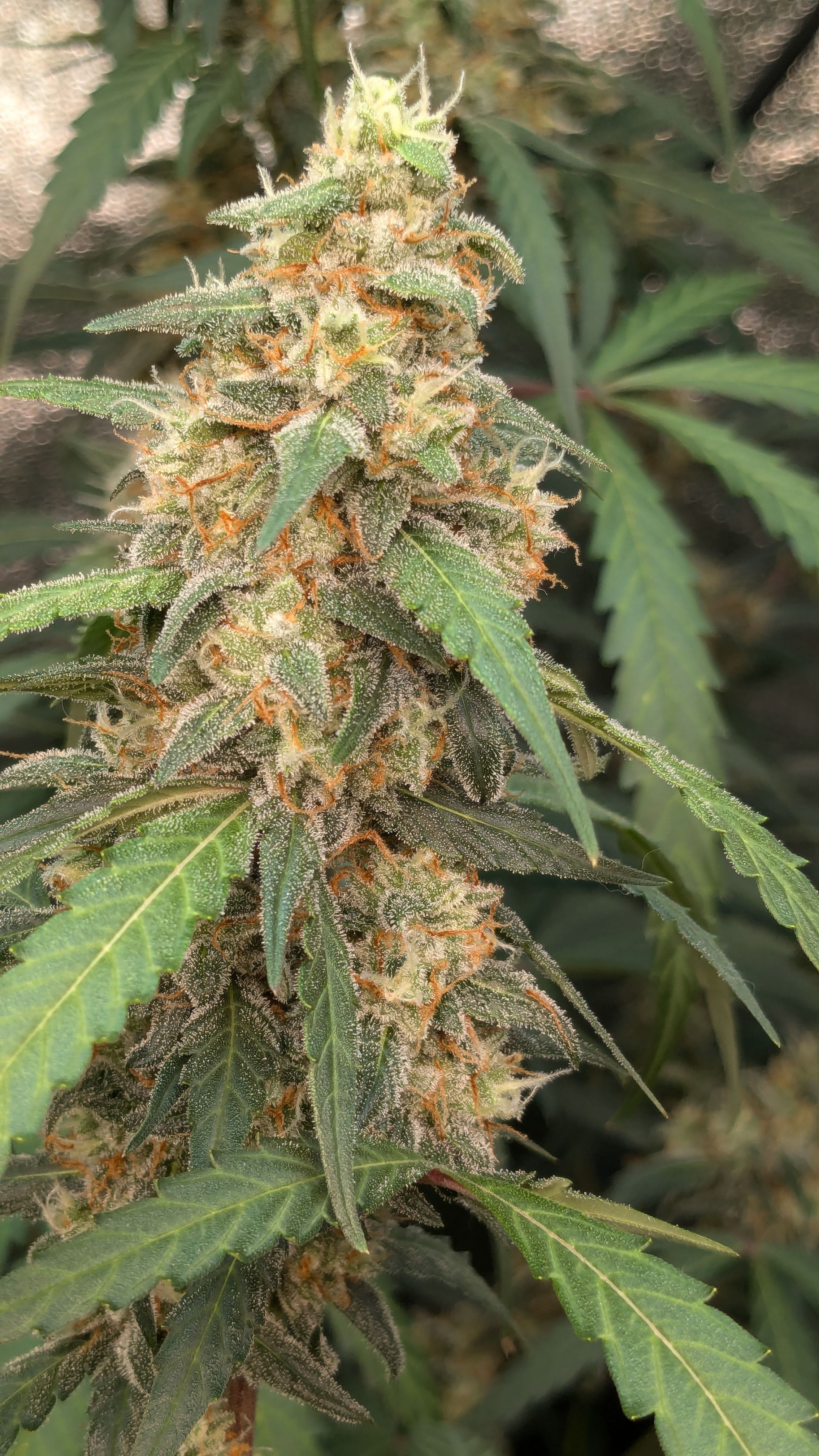 #33 Purple Skunk growlog photo 122