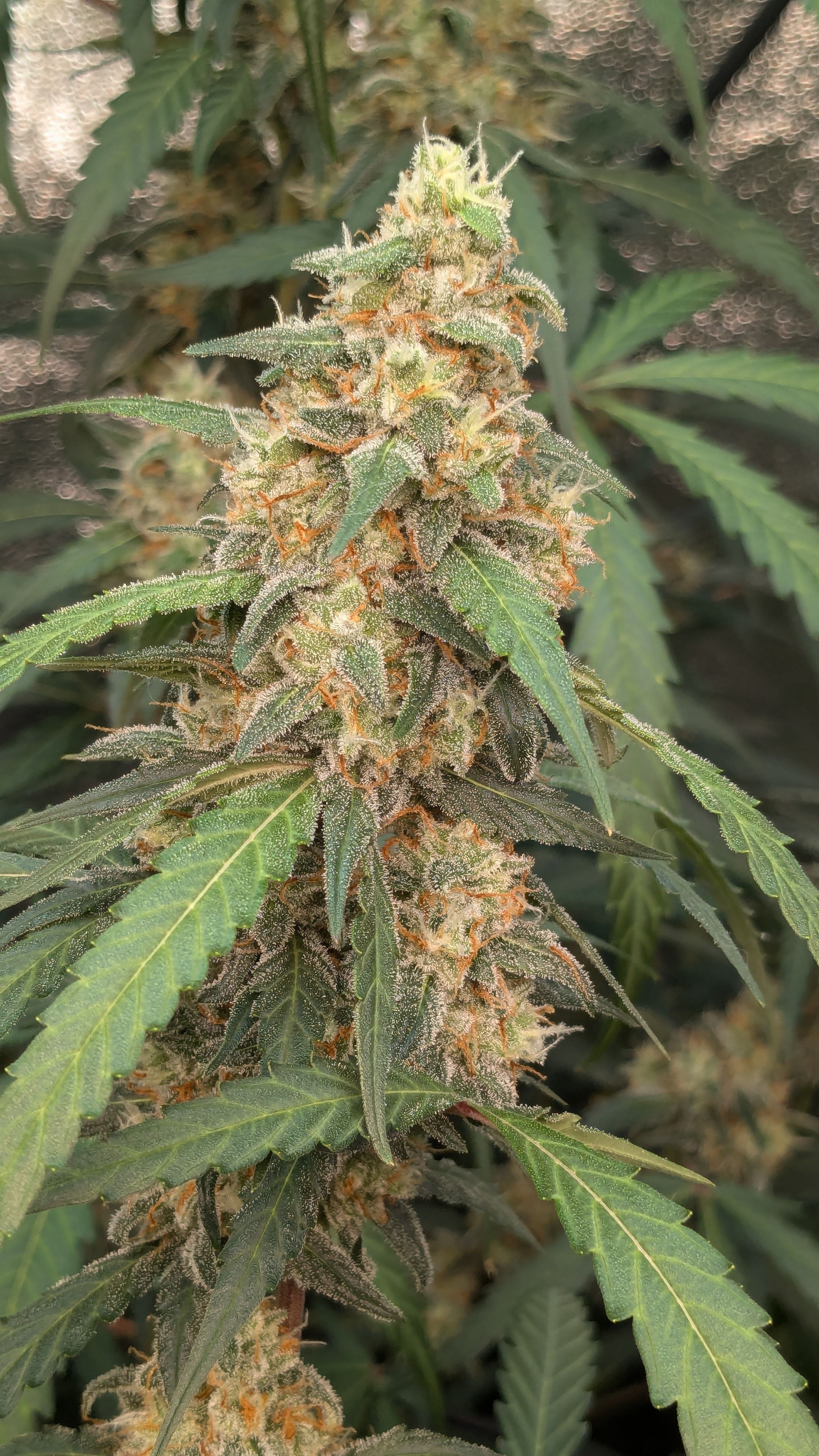 #33 Purple Skunk growlog photo 123