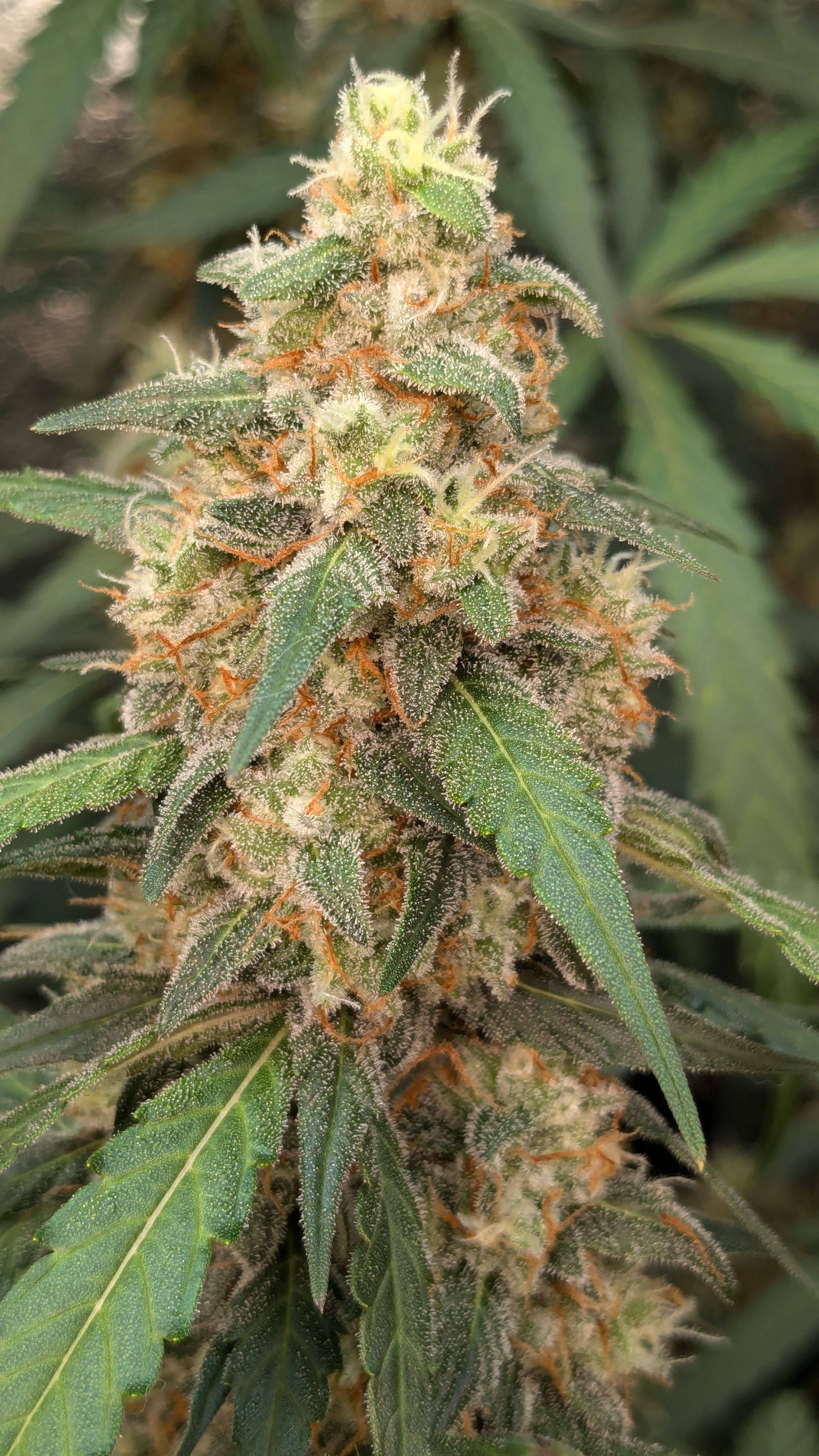 #33 Purple Skunk growlog photo 124