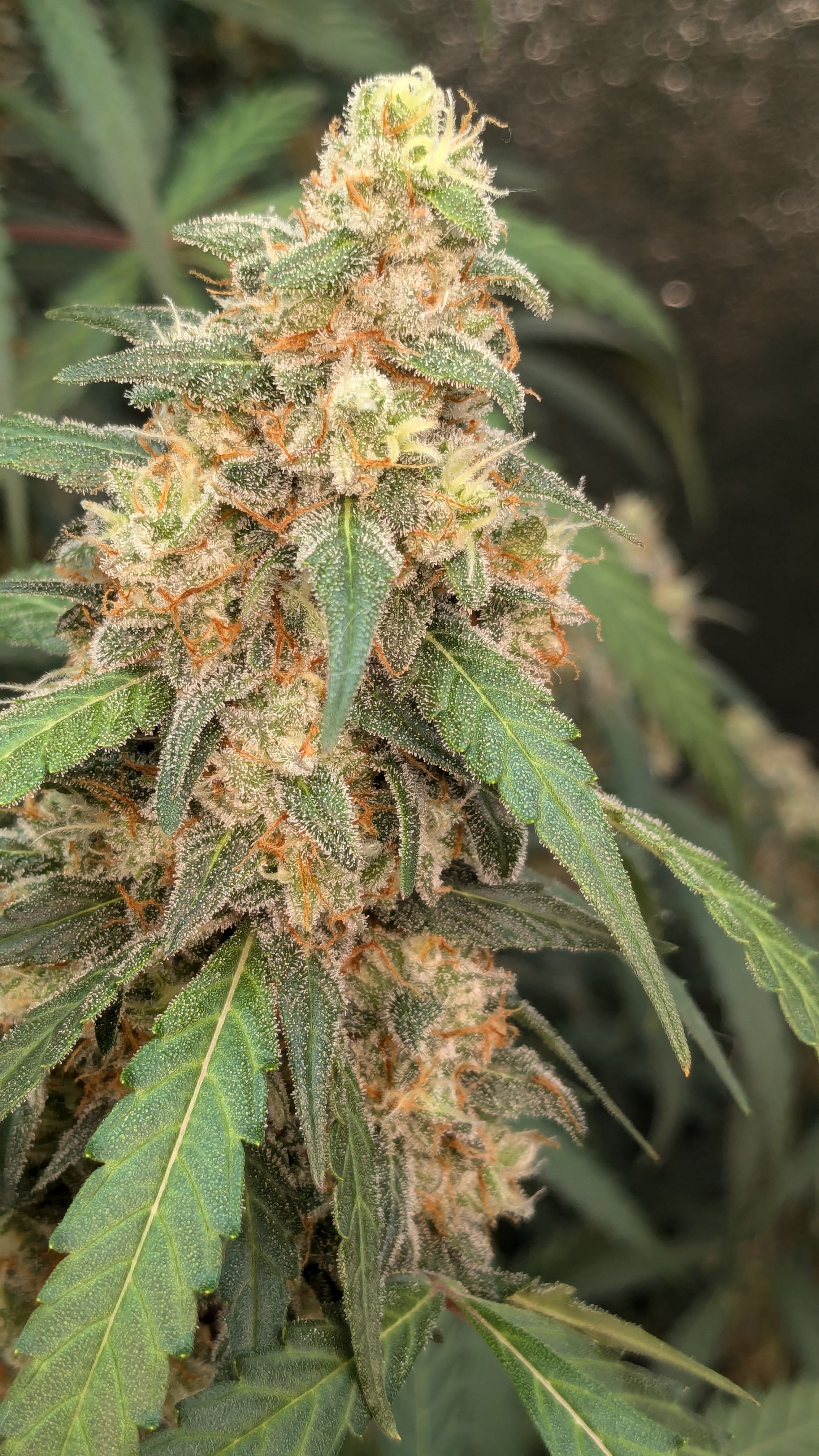 #33 Purple Skunk growlog photo 127