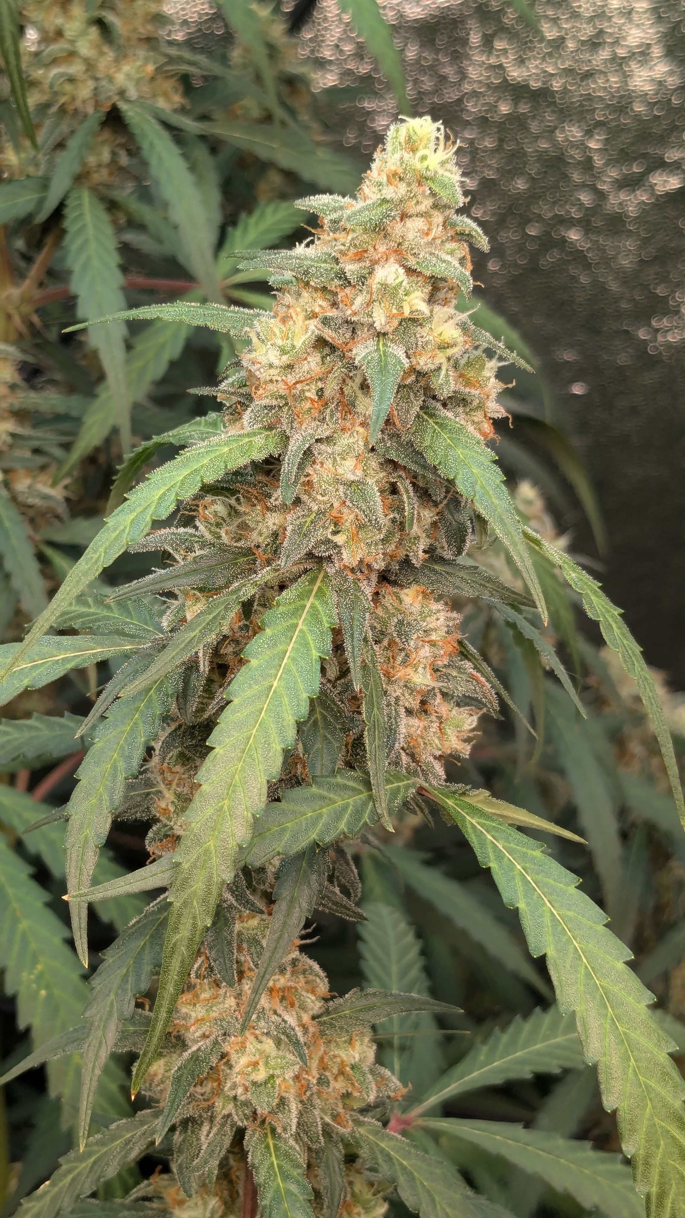 #33 Purple Skunk growlog photo 125