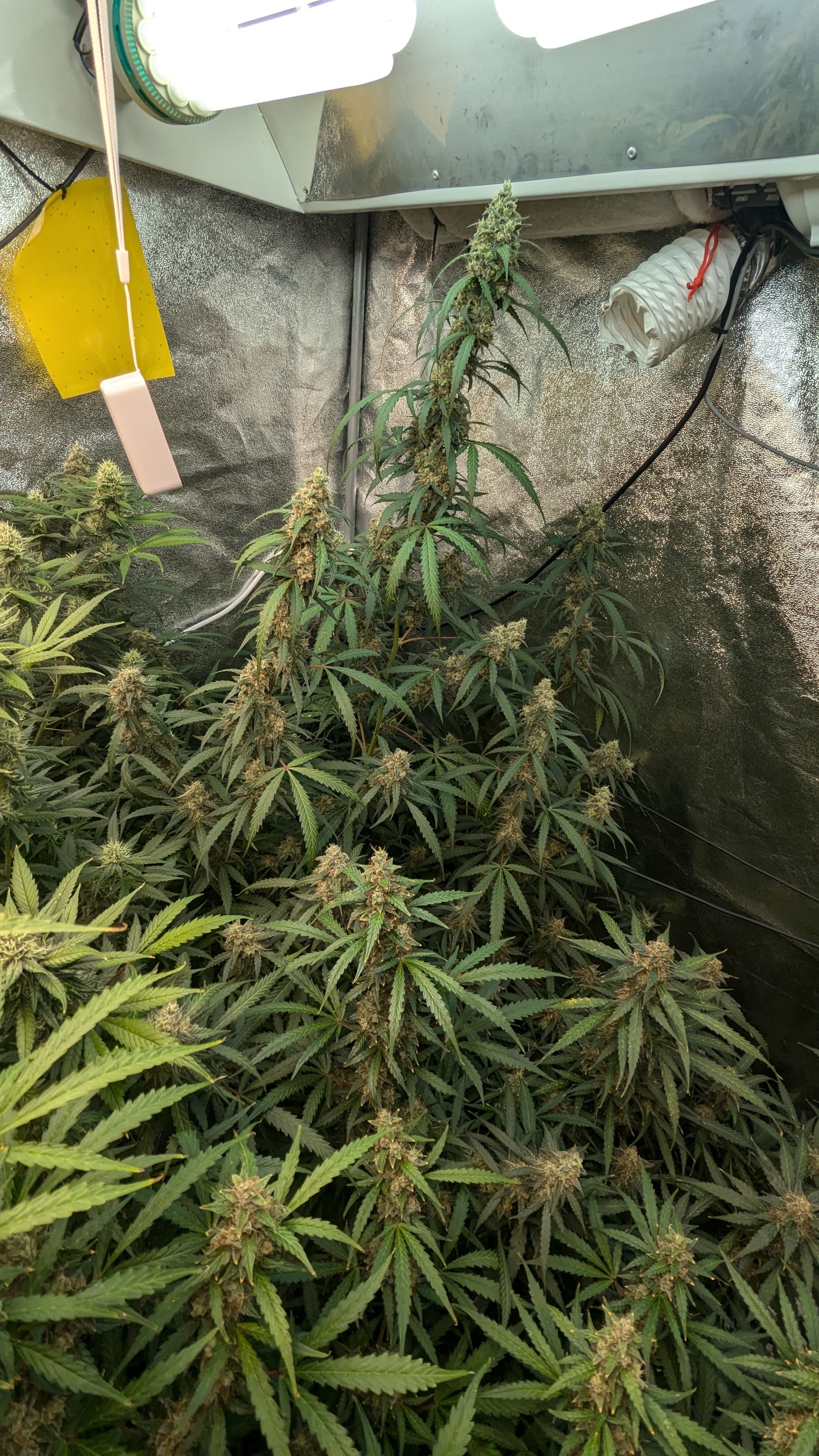 #33 Purple Skunk growlog photo 128