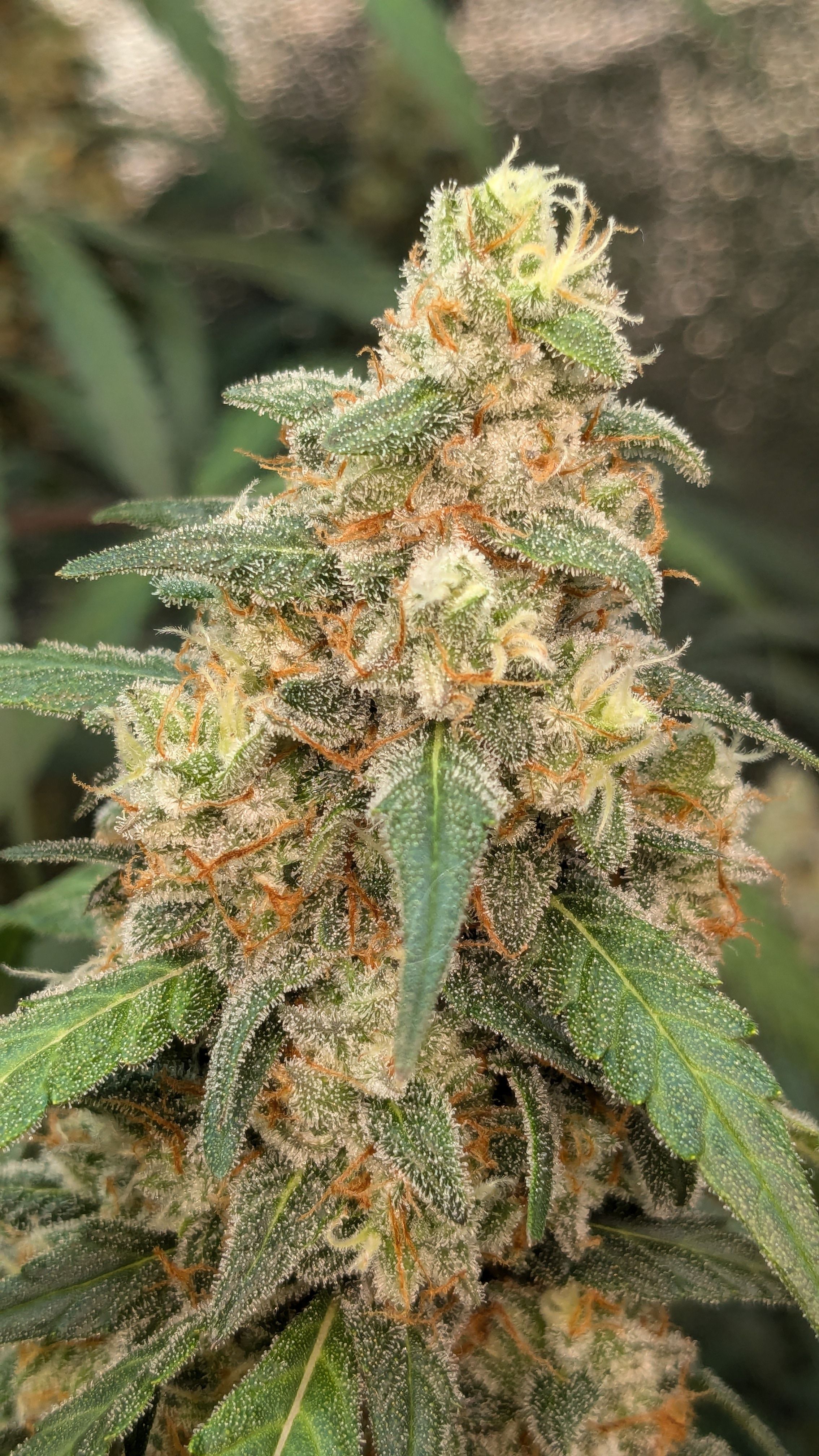 #33 Purple Skunk growlog photo 129