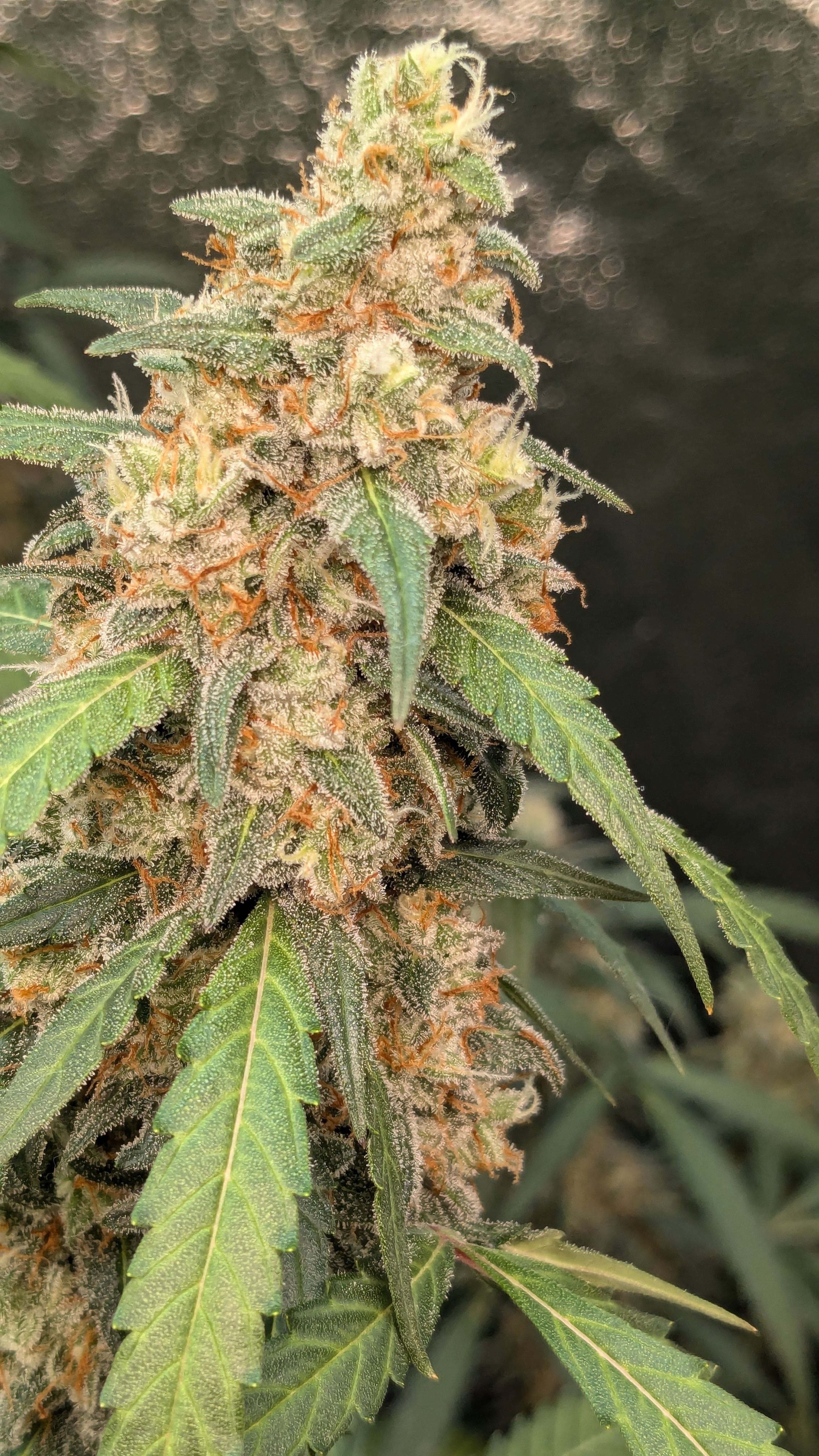 #33 Purple Skunk growlog photo 130