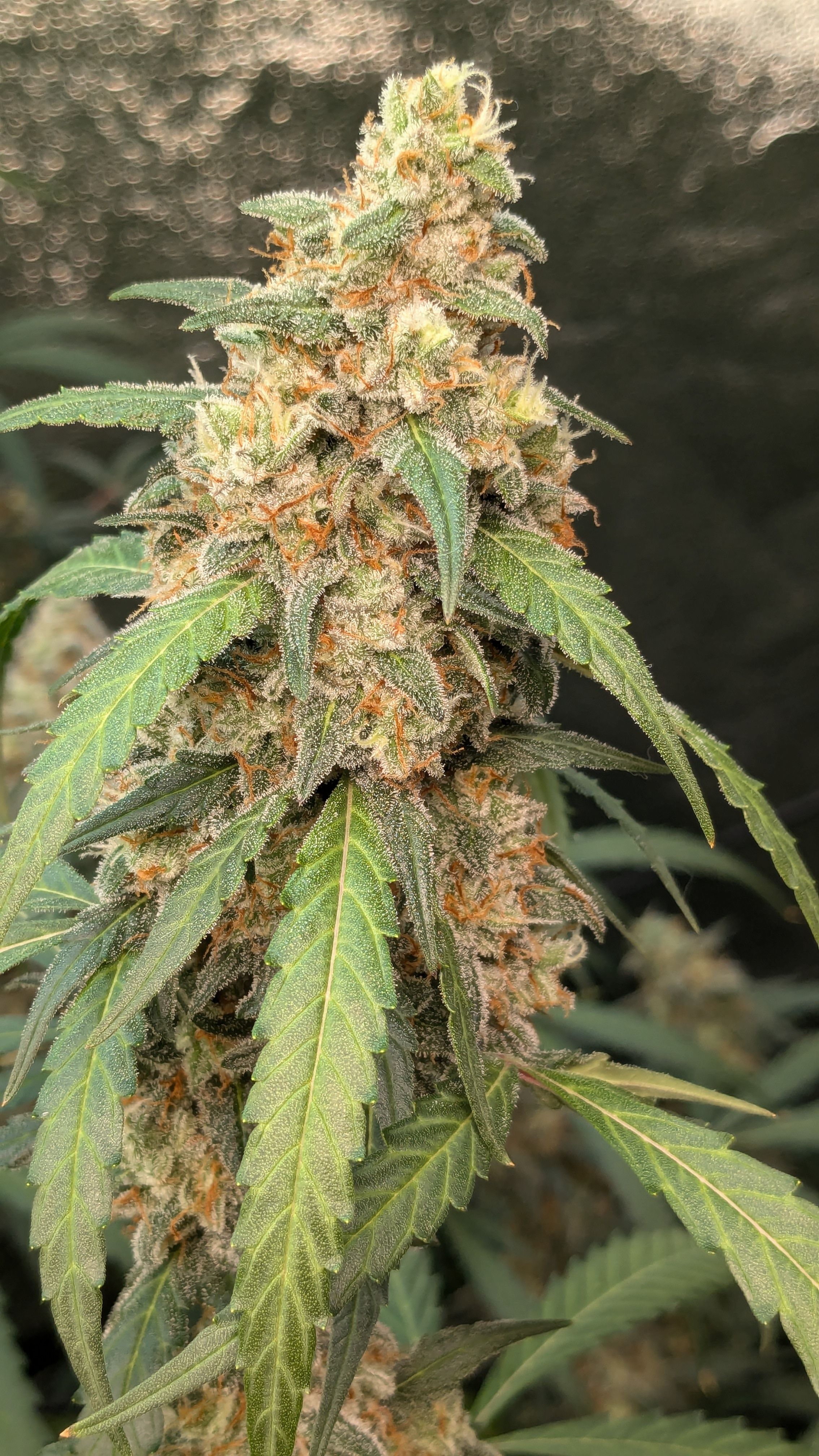 #33 Purple Skunk growlog photo 133