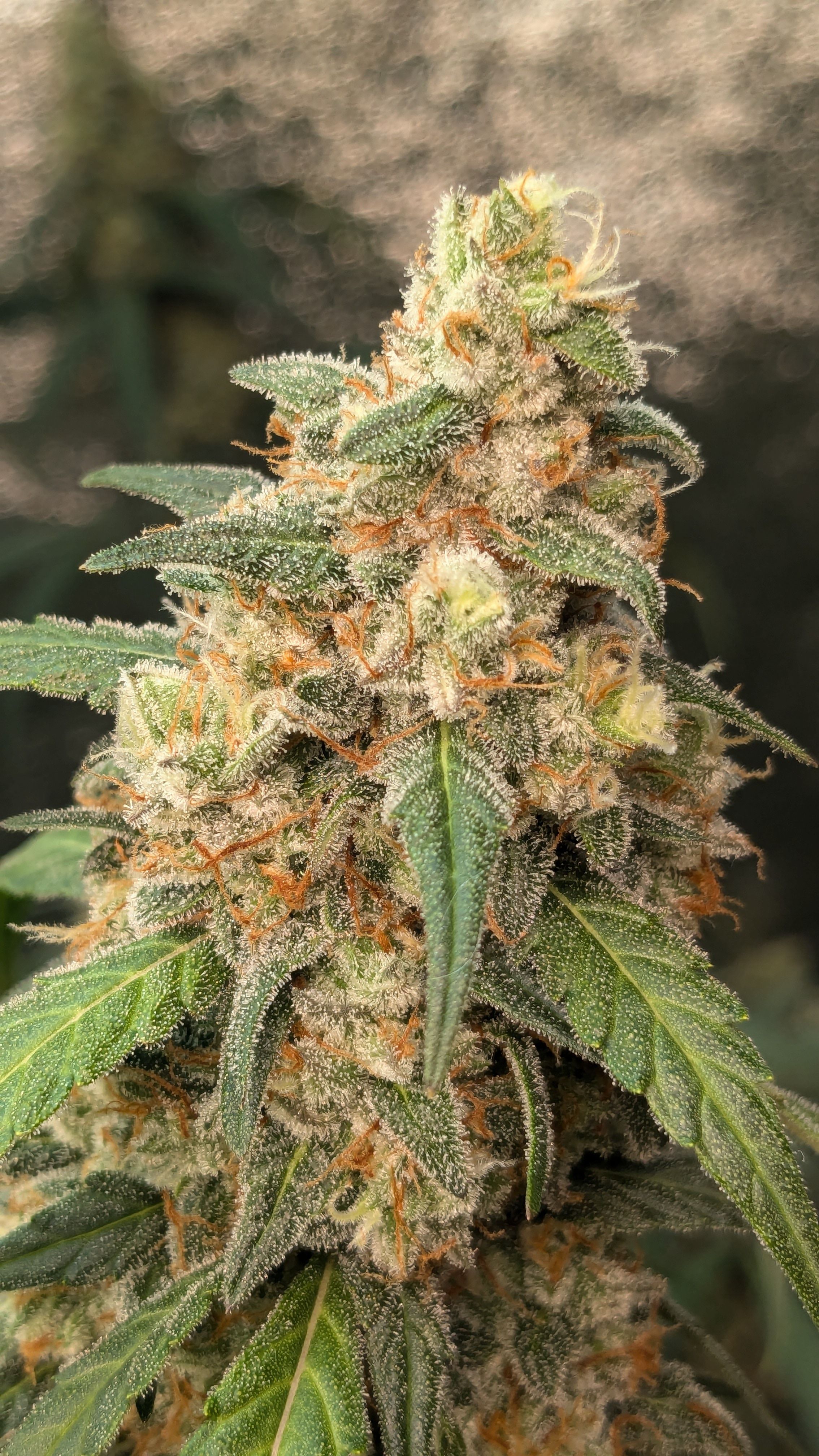 #33 Purple Skunk growlog photo 134