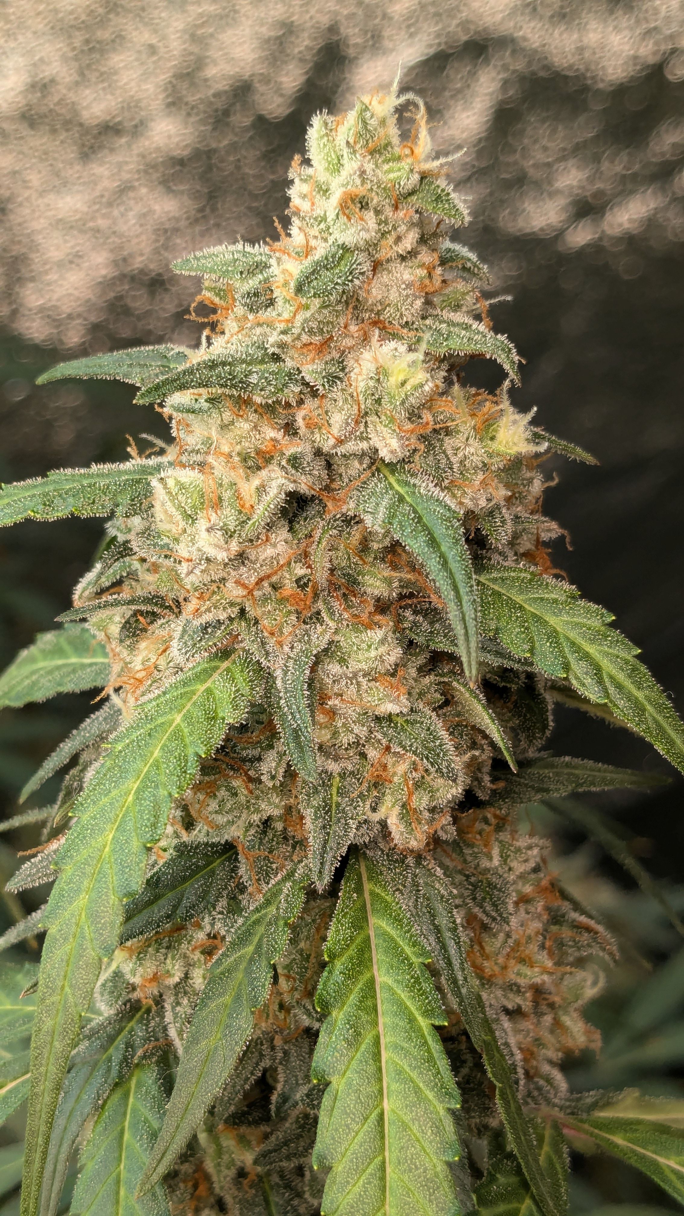 #33 Purple Skunk growlog photo 136