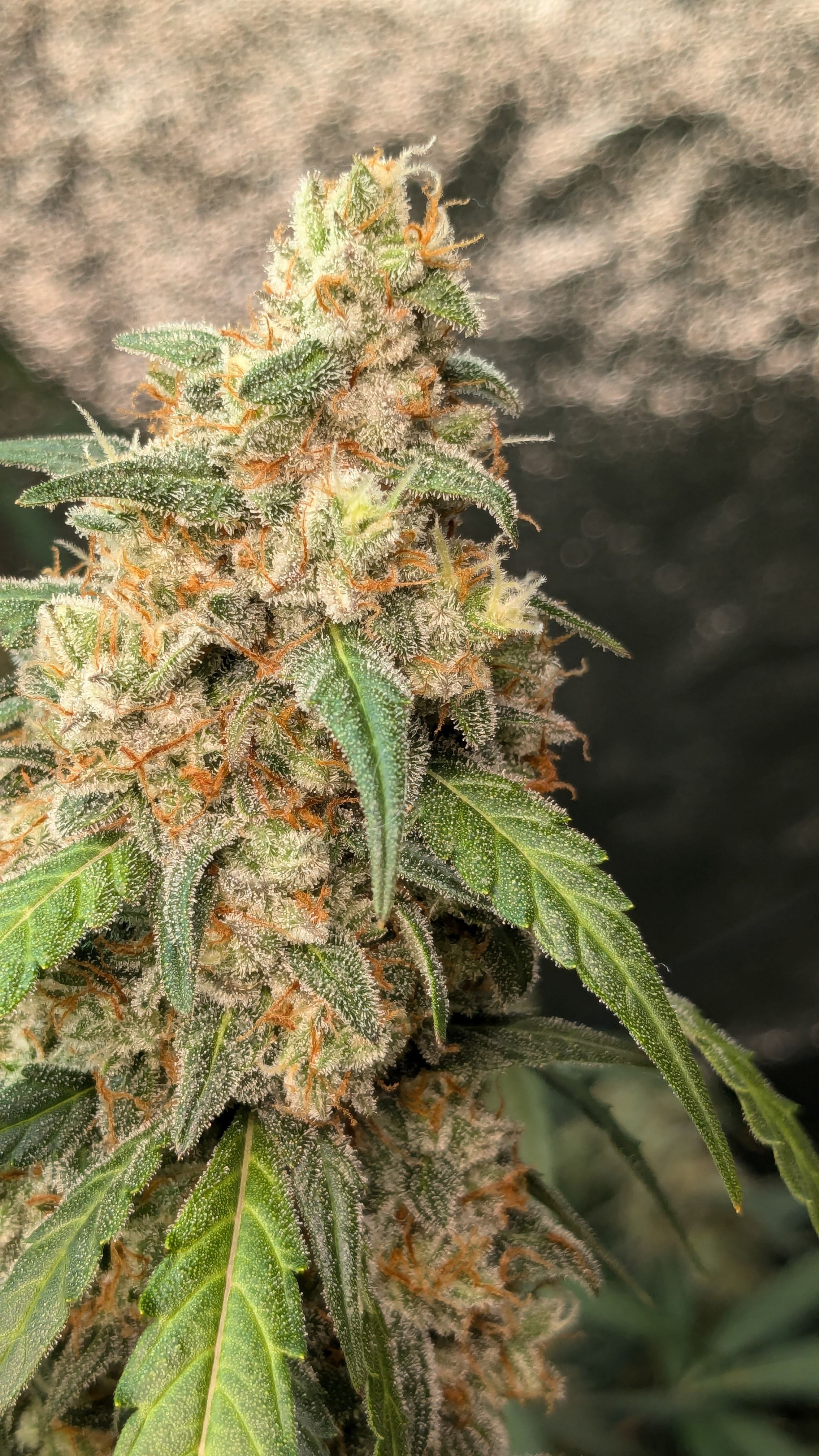 #33 Purple Skunk growlog photo 137