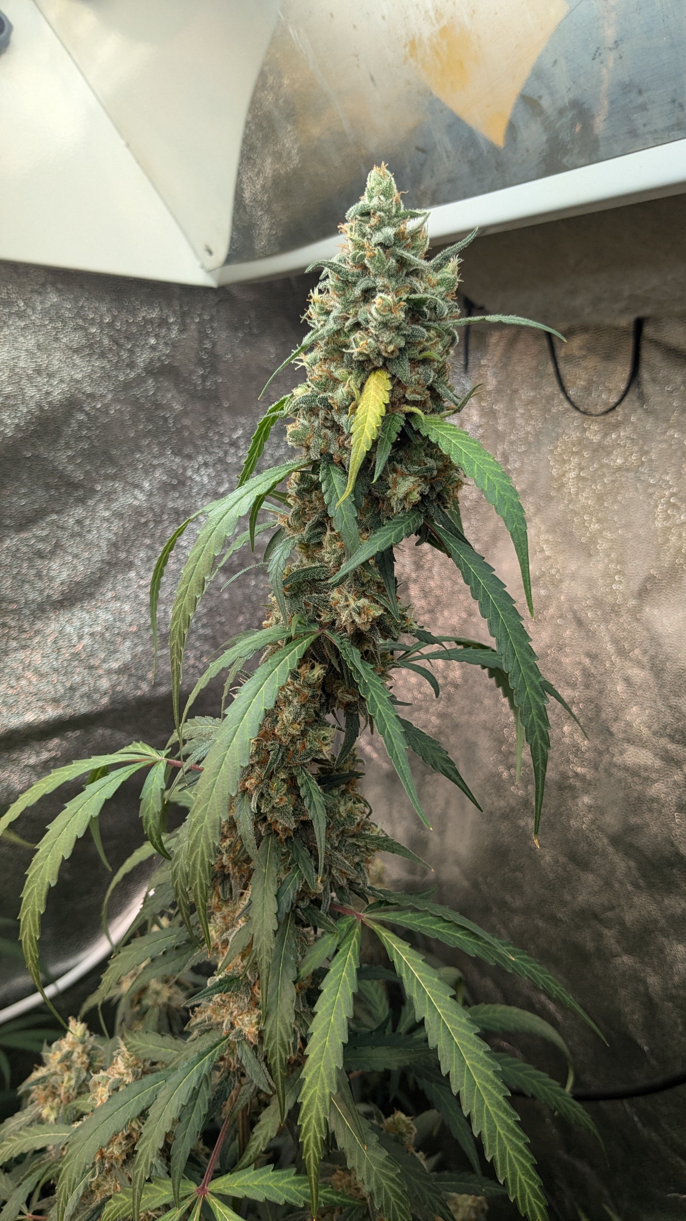 #33 Purple Skunk growlog photo 139