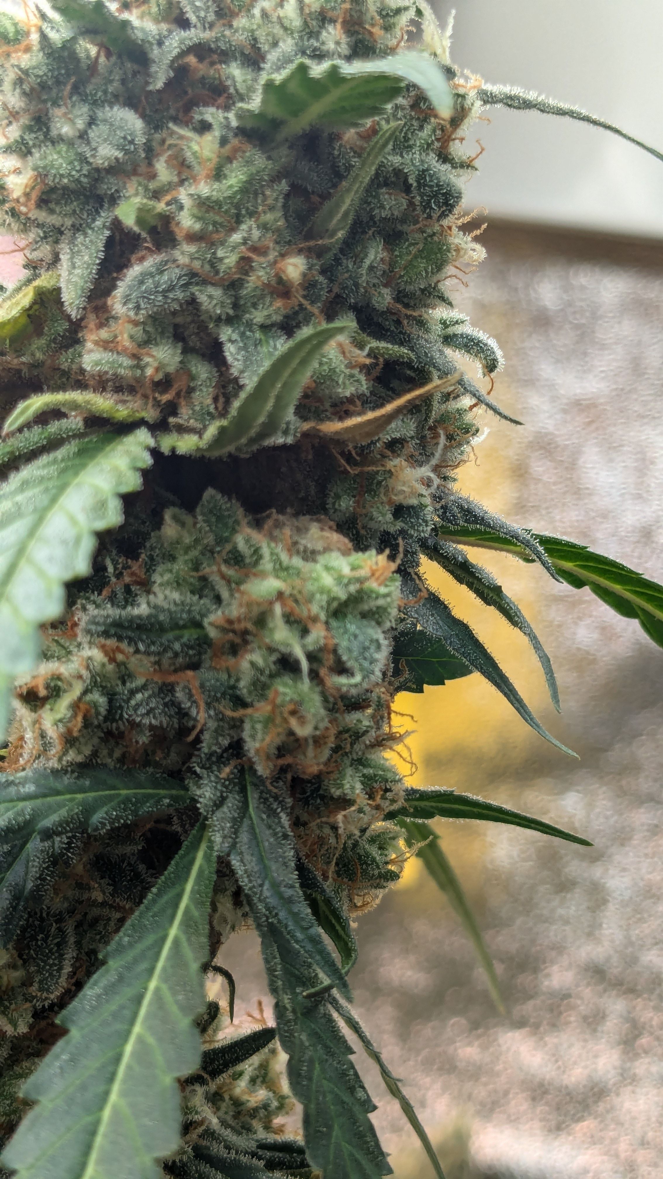 #33 Purple Skunk growlog photo 138