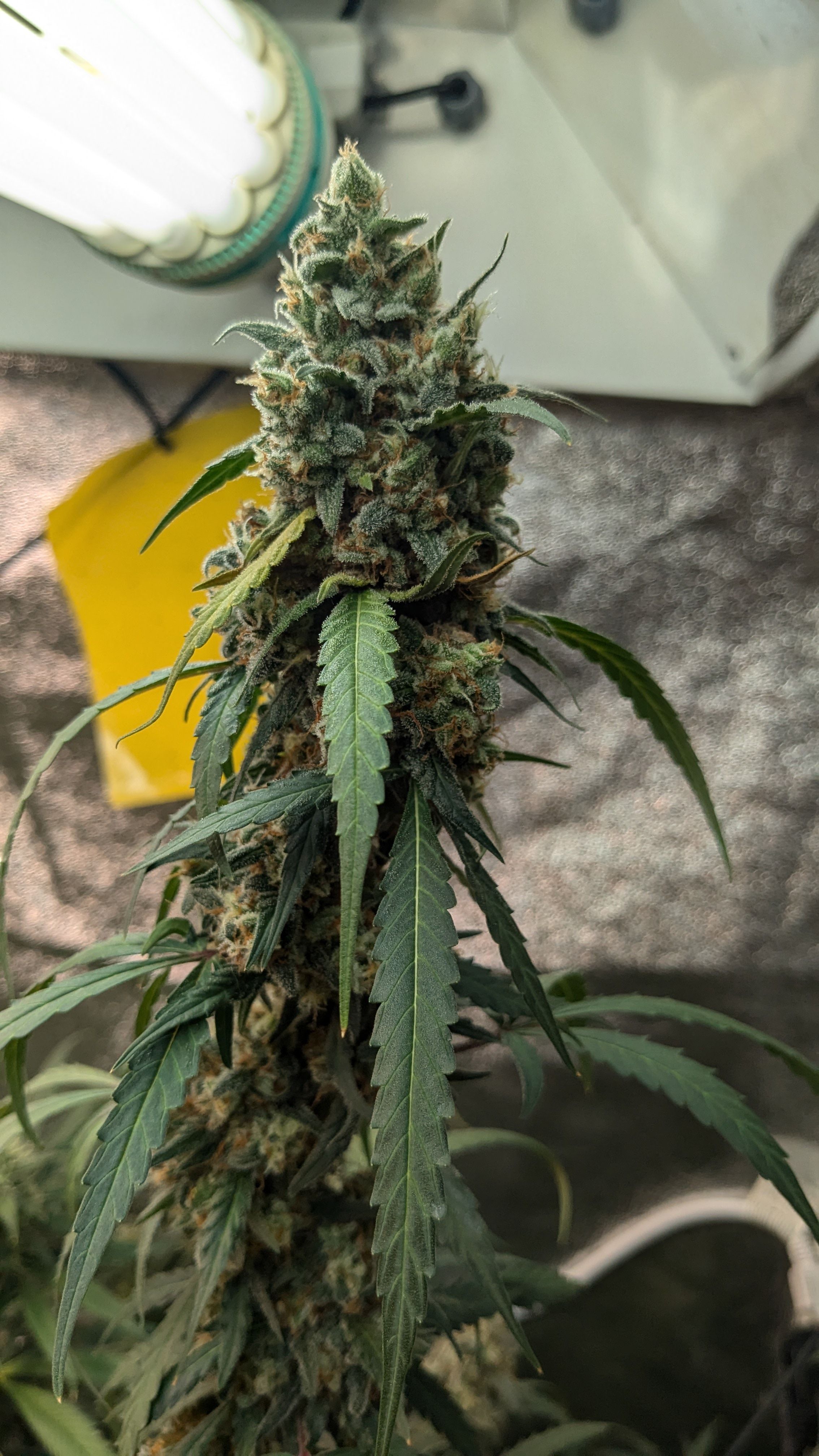 #33 Purple Skunk growlog photo 141