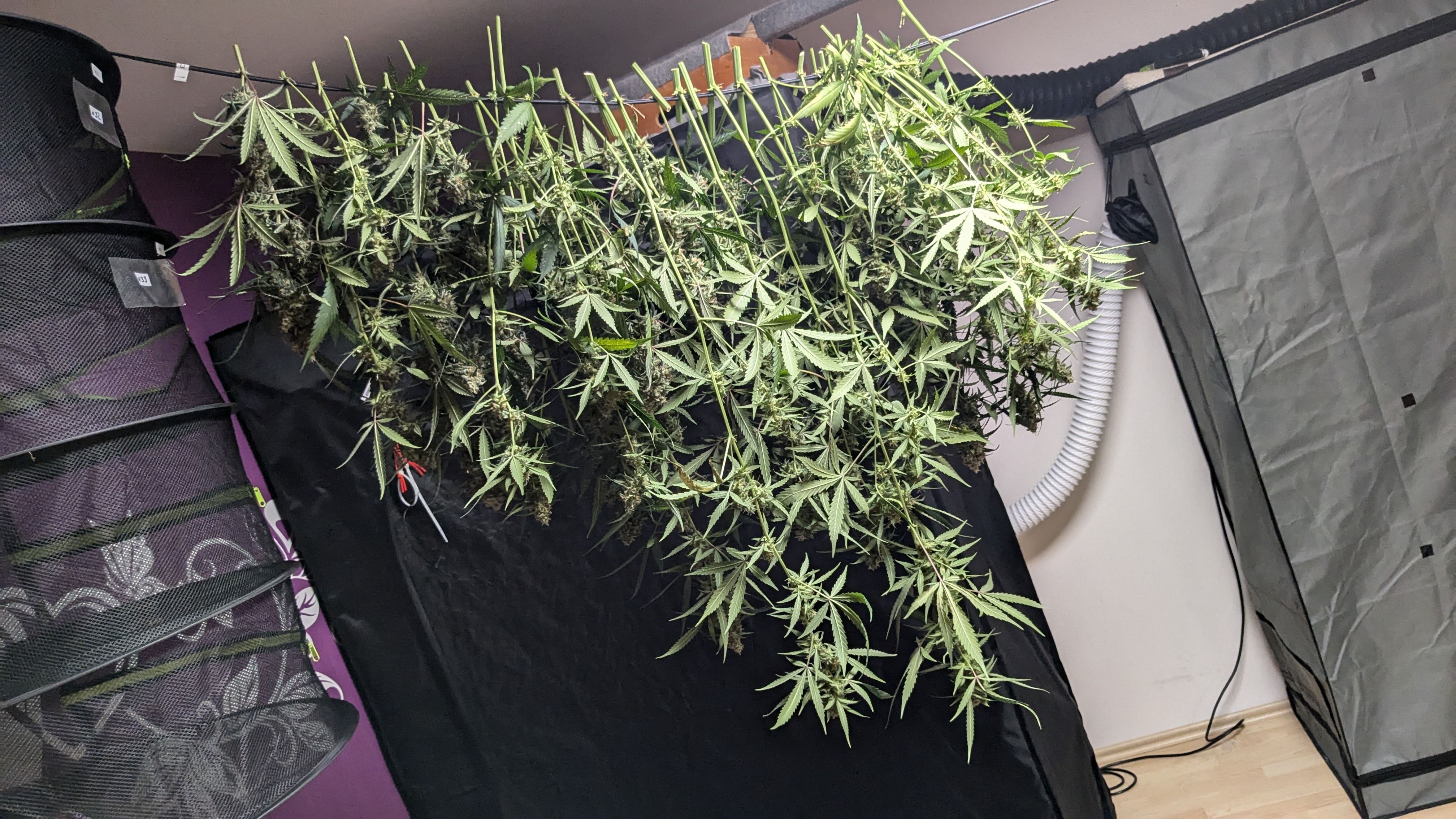 #33 Purple Skunk growlog photo 140
