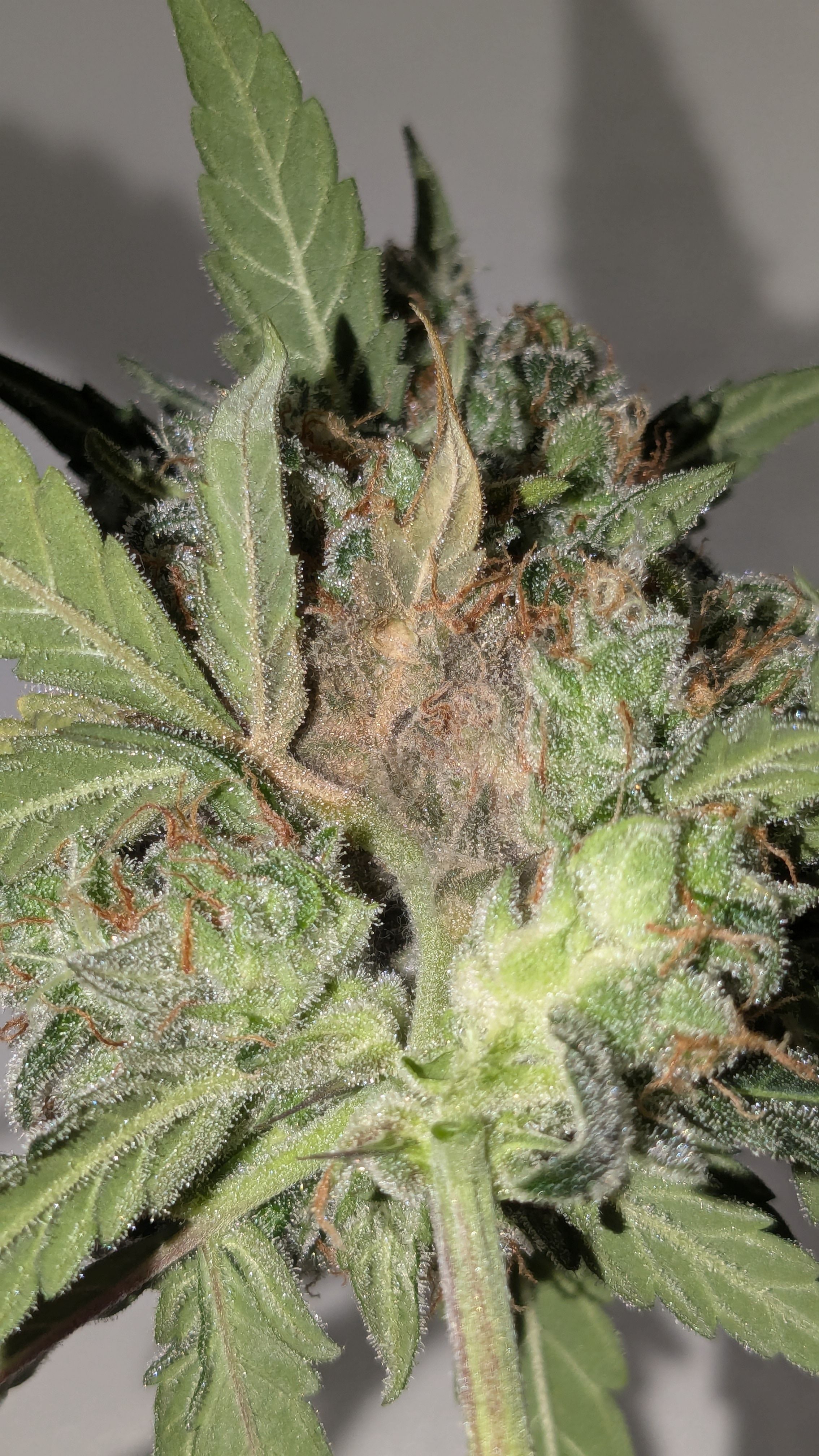 #33 Purple Skunk growlog photo 144