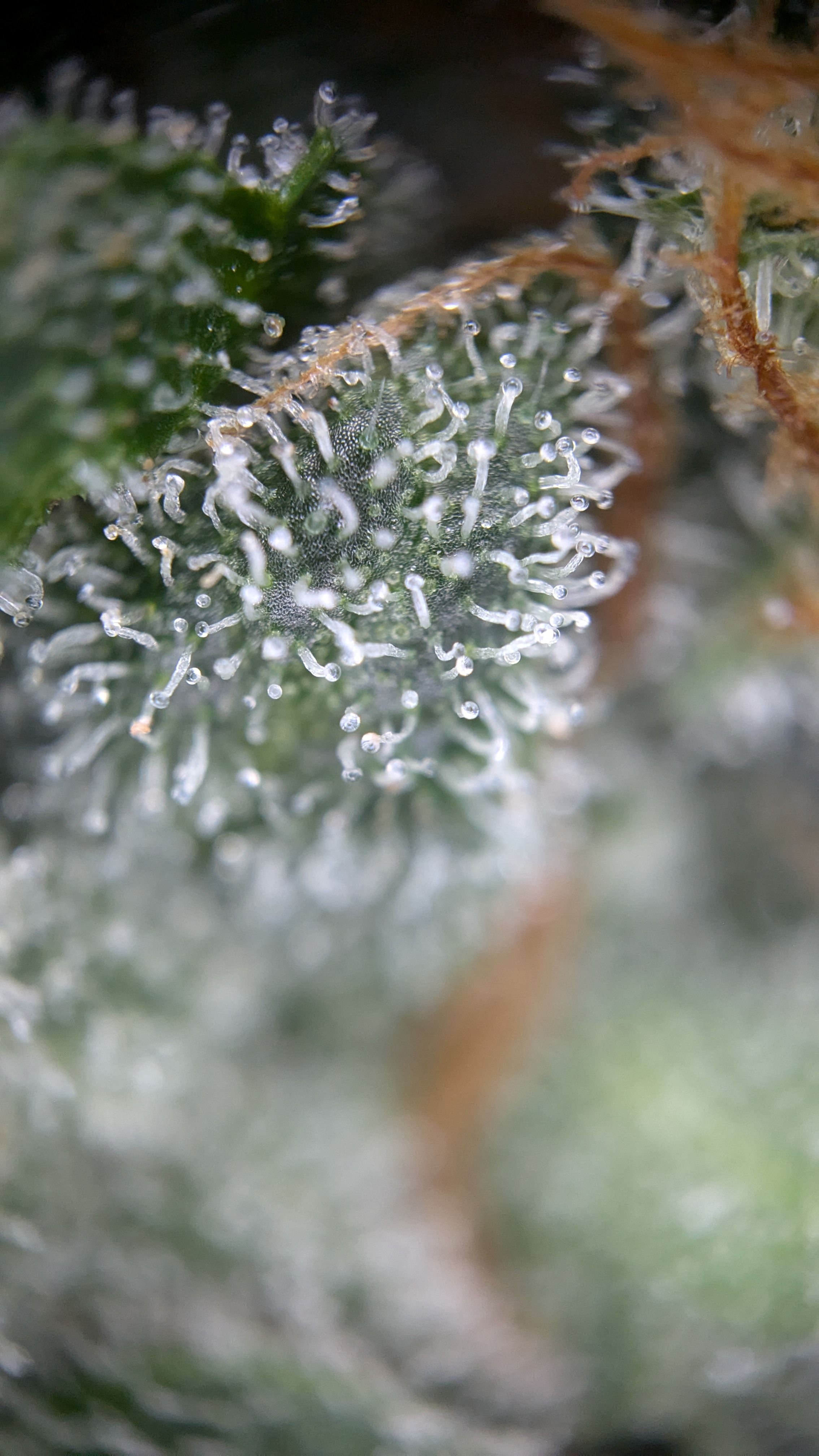 #33 Purple Skunk growlog photo 142