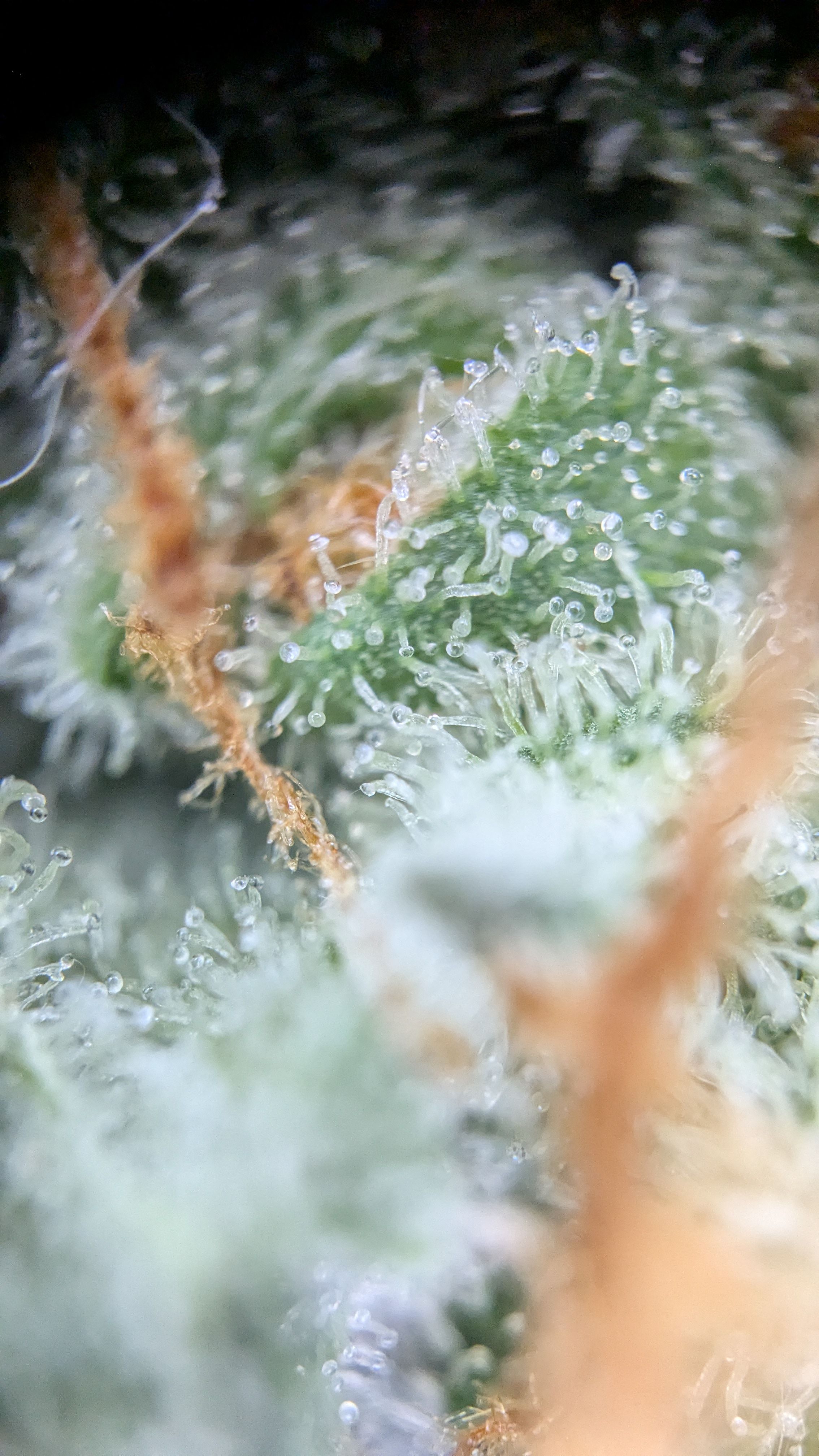 #33 Purple Skunk growlog photo 143