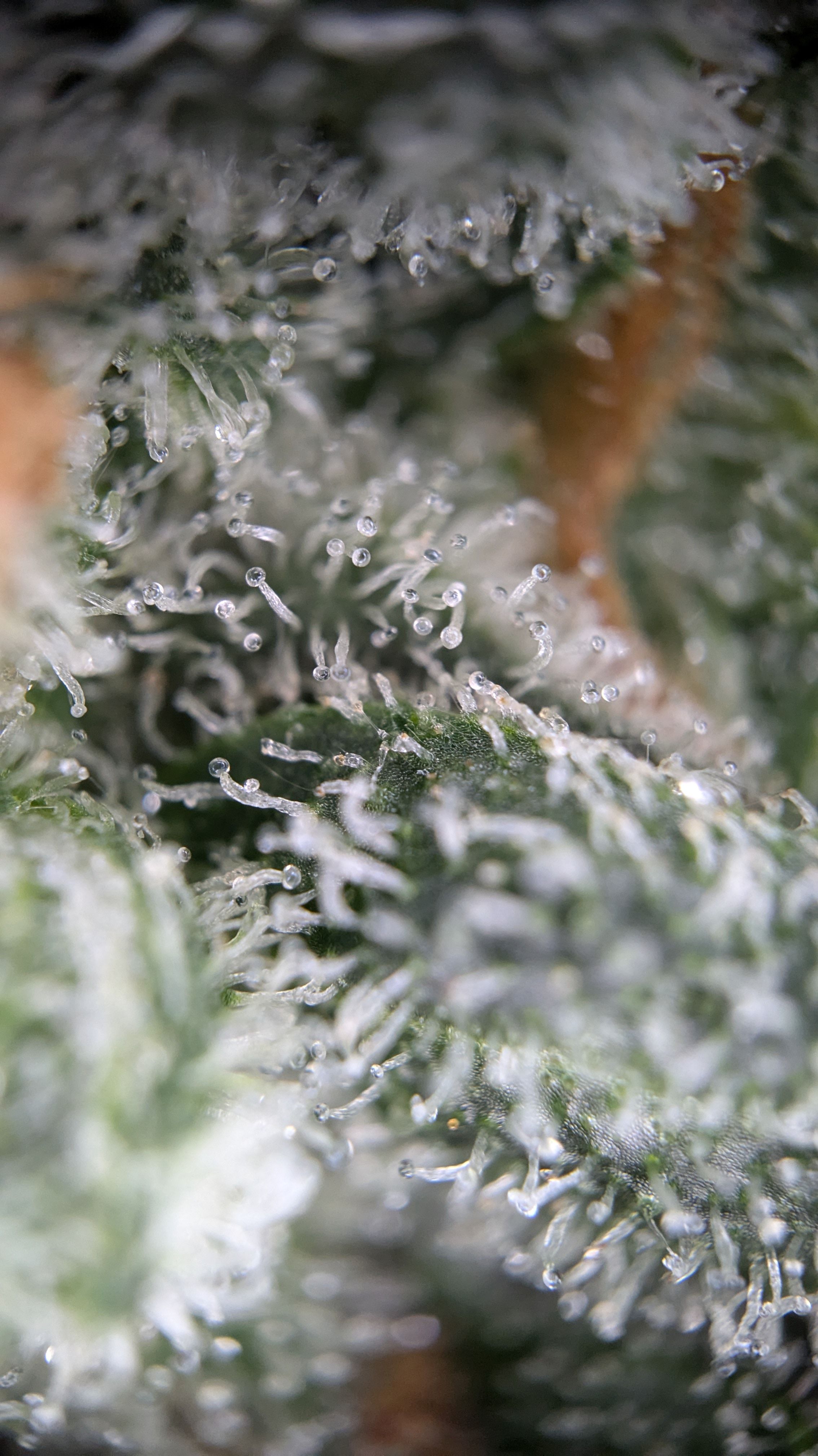 #33 Purple Skunk growlog photo 145