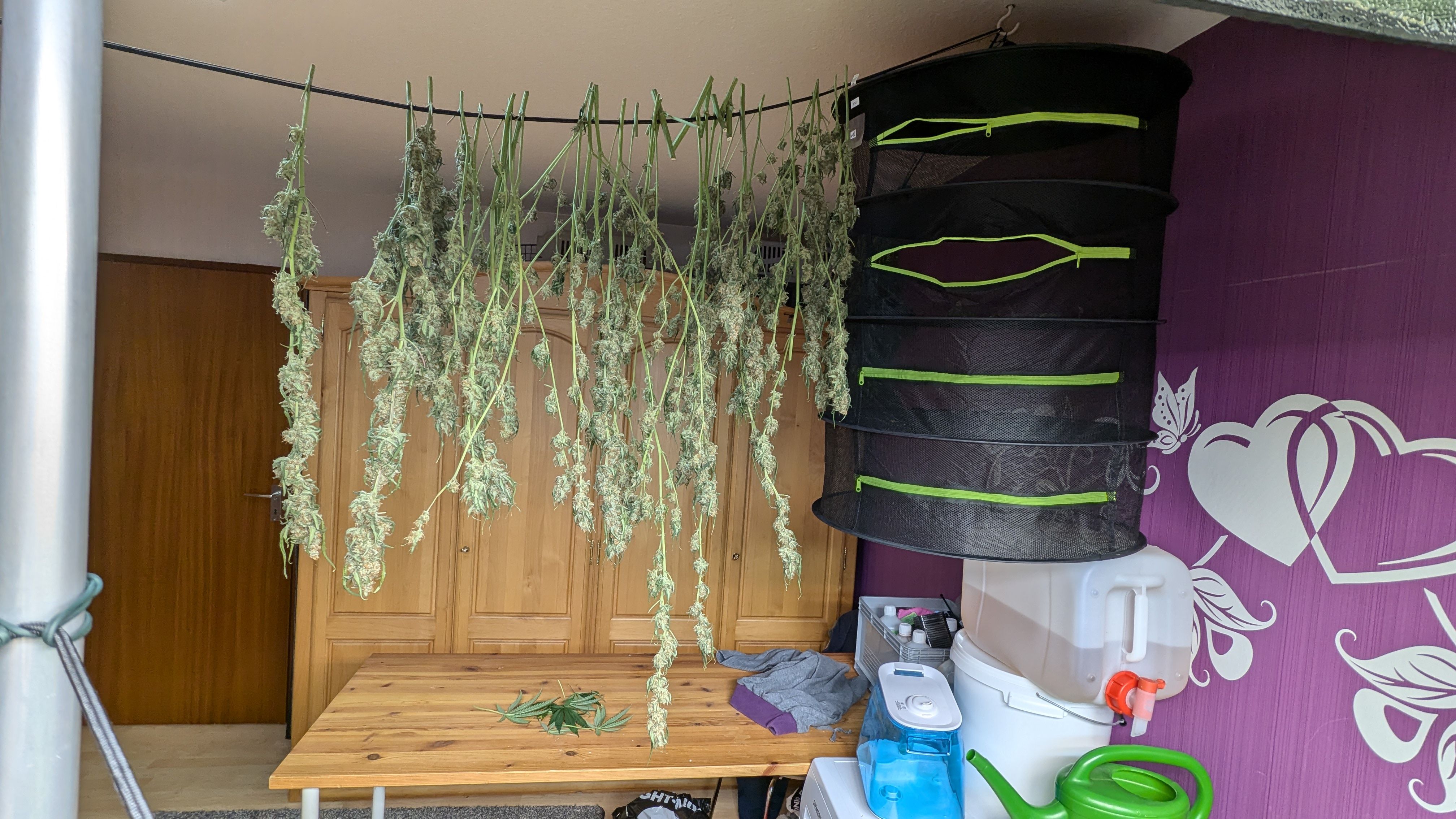 #33 Purple Skunk growlog photo 146