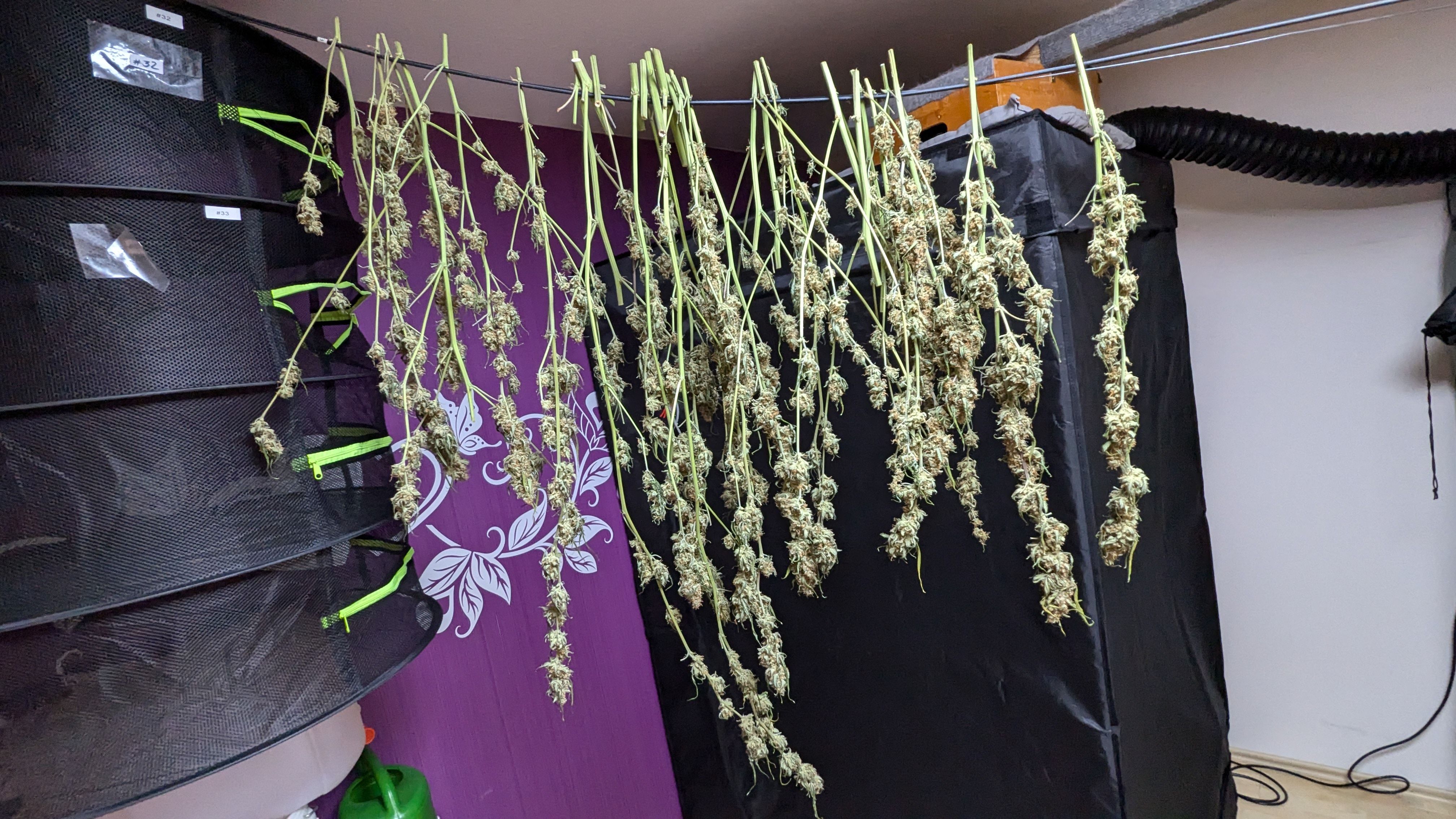 #33 Purple Skunk growlog photo 147