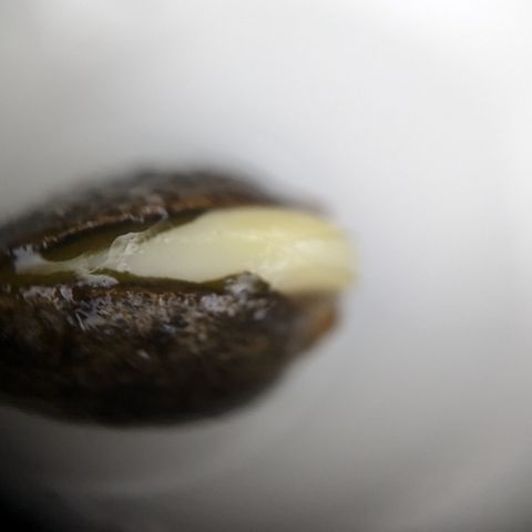 #26 Double Kush Cake growlog timeline photo