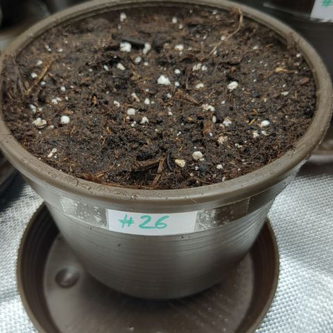 #26 Double Kush Cake growlog timeline photo
