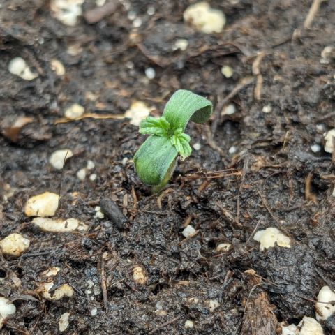 #26 Double Kush Cake growlog timeline photo