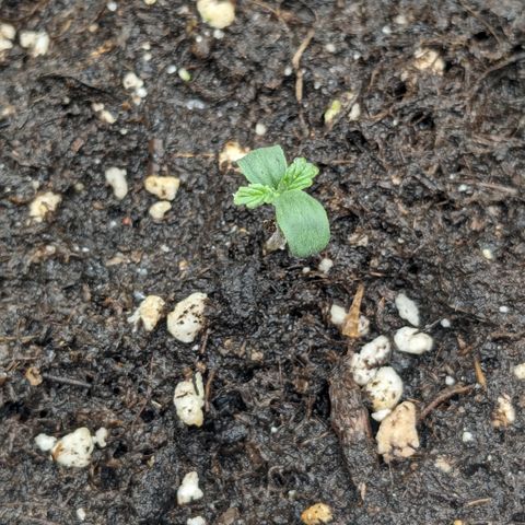 #26 Double Kush Cake growlog timeline photo