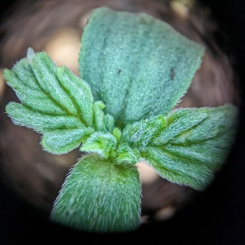 #26 Double Kush Cake growlog timeline photo