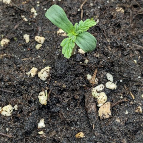 #26 Double Kush Cake growlog timeline photo