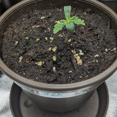 #26 Double Kush Cake growlog timeline photo