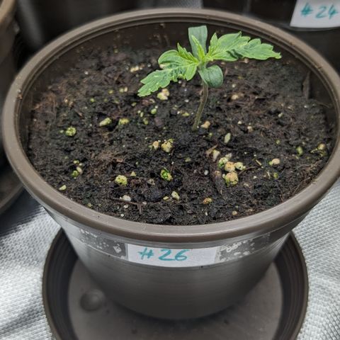 #26 Double Kush Cake growlog timeline photo