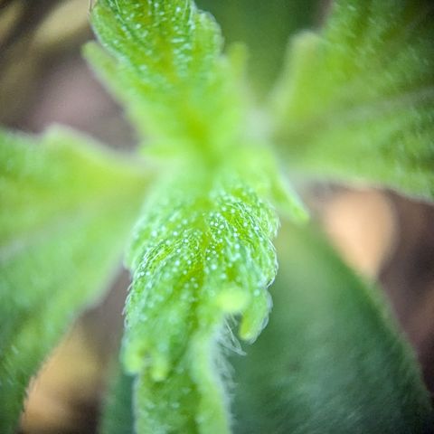 #26 Double Kush Cake growlog timeline photo