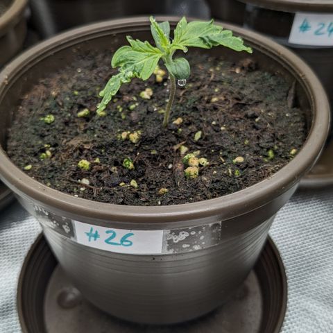 #26 Double Kush Cake growlog timeline photo