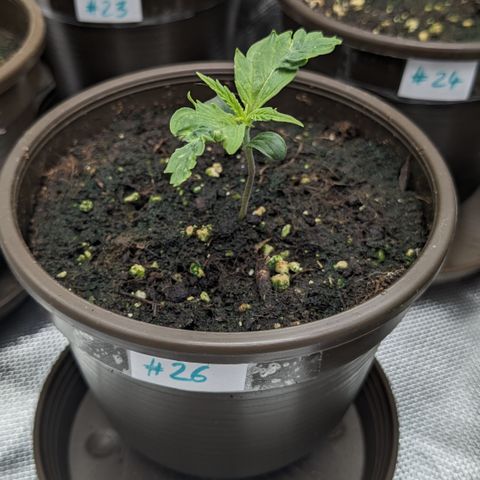 #26 Double Kush Cake growlog timeline photo