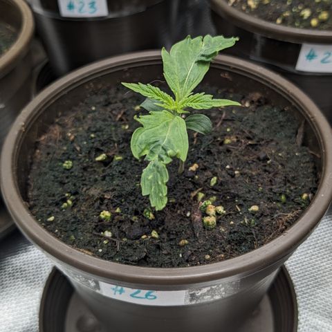 #26 Double Kush Cake growlog timeline photo