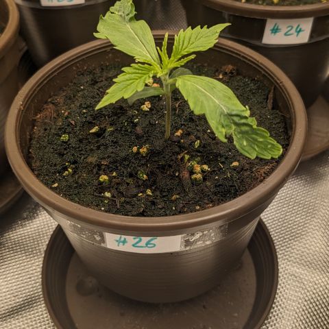 #26 Double Kush Cake growlog timeline photo