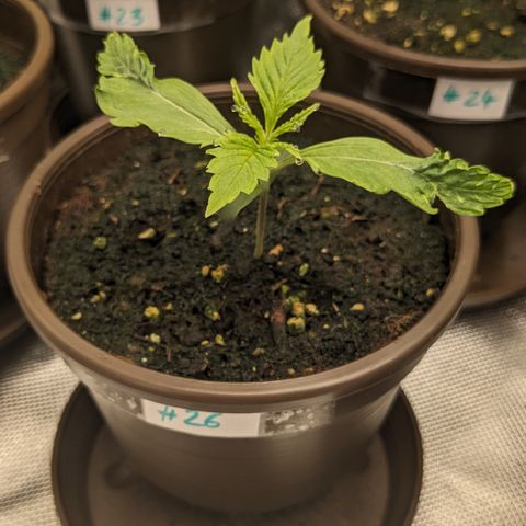 #26 Double Kush Cake growlog timeline photo
