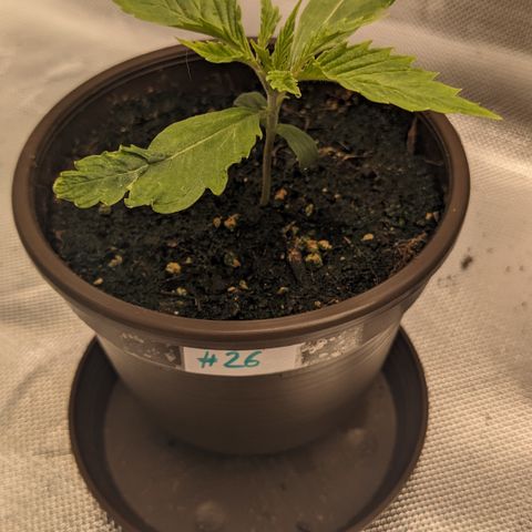 #26 Double Kush Cake growlog timeline photo