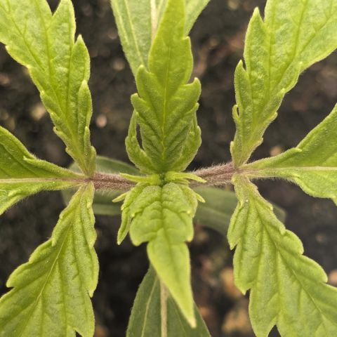 #26 Double Kush Cake growlog timeline photo