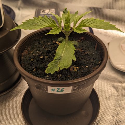 #26 Double Kush Cake growlog timeline photo