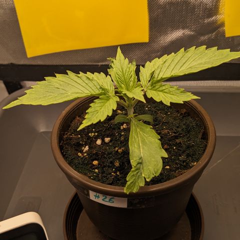 #26 Double Kush Cake growlog timeline photo
