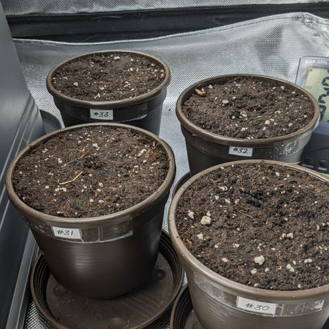 #33 Purple Skunk growlog photo