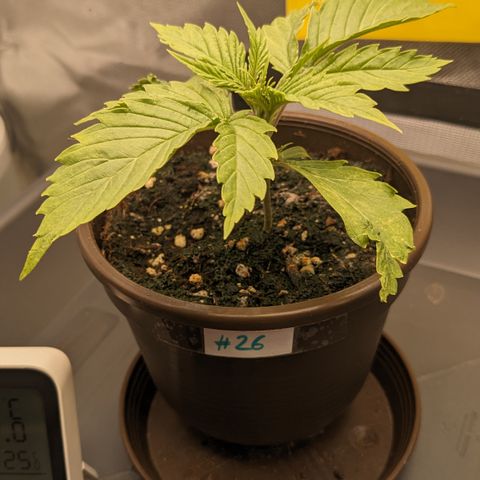 #26 Double Kush Cake growlog timeline photo